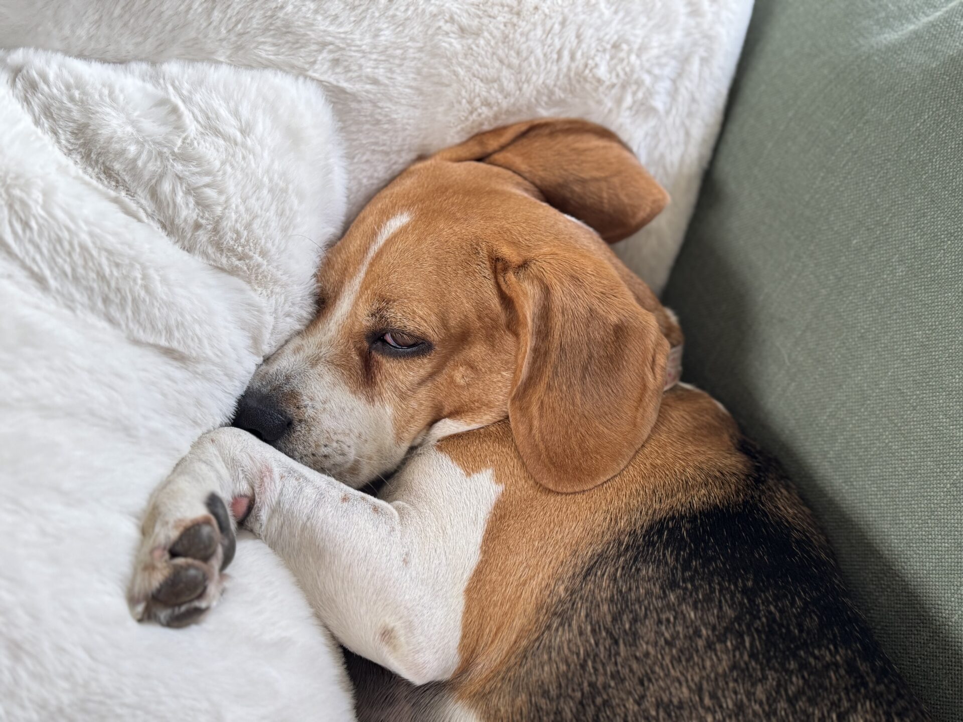A brown, black, and white beagle dog is lying on a white furry blanket, resting its head and looking sleepy, with one paw up near its face on a green couch.