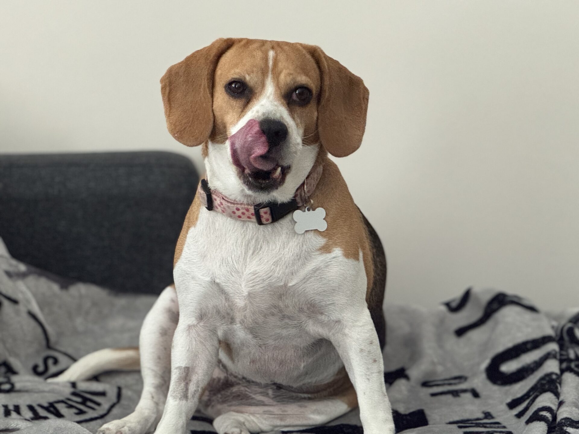 A beagle with a pink collar sits on a blanket, licking its nose with its tongue curled up. The background is a plain wall and part of a couch.