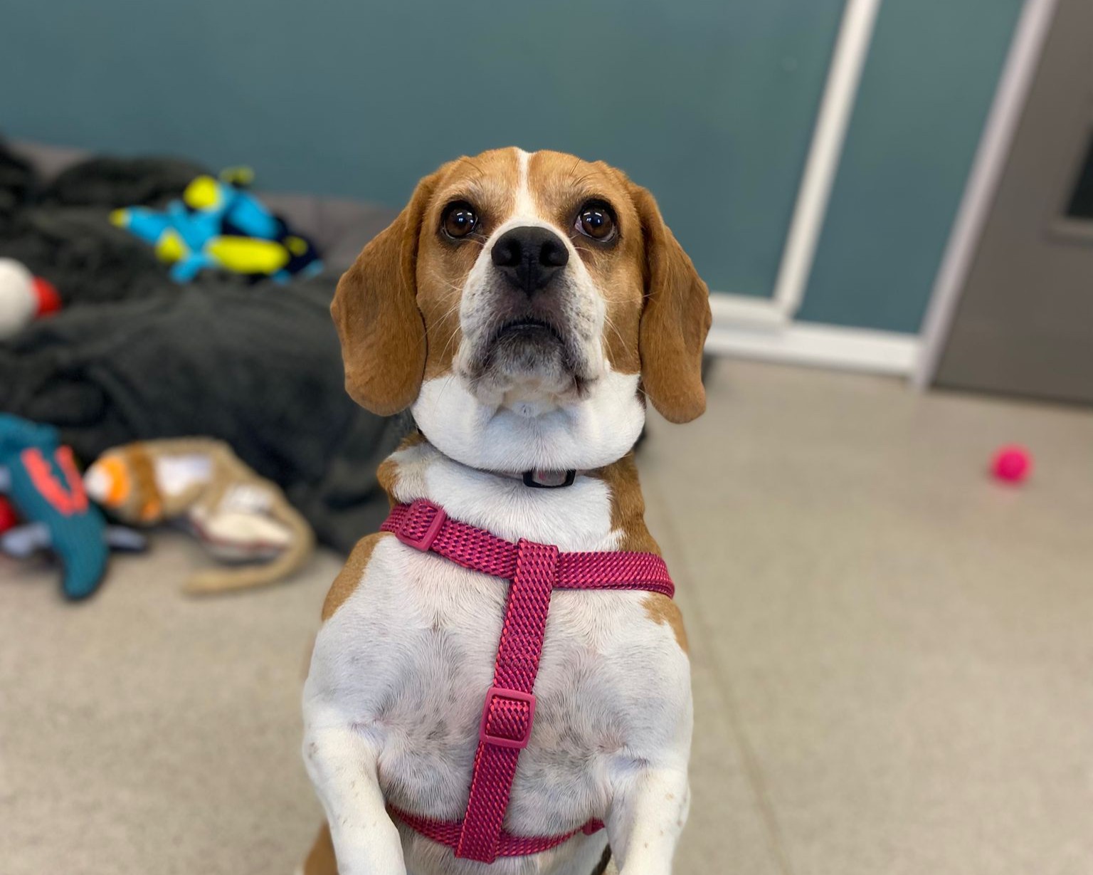 A beagle wearing a pink harness stands on its hind legs, looking up. Behind the dog are toys and a blanket on the floor, with a teal wall and part of a door in the background.