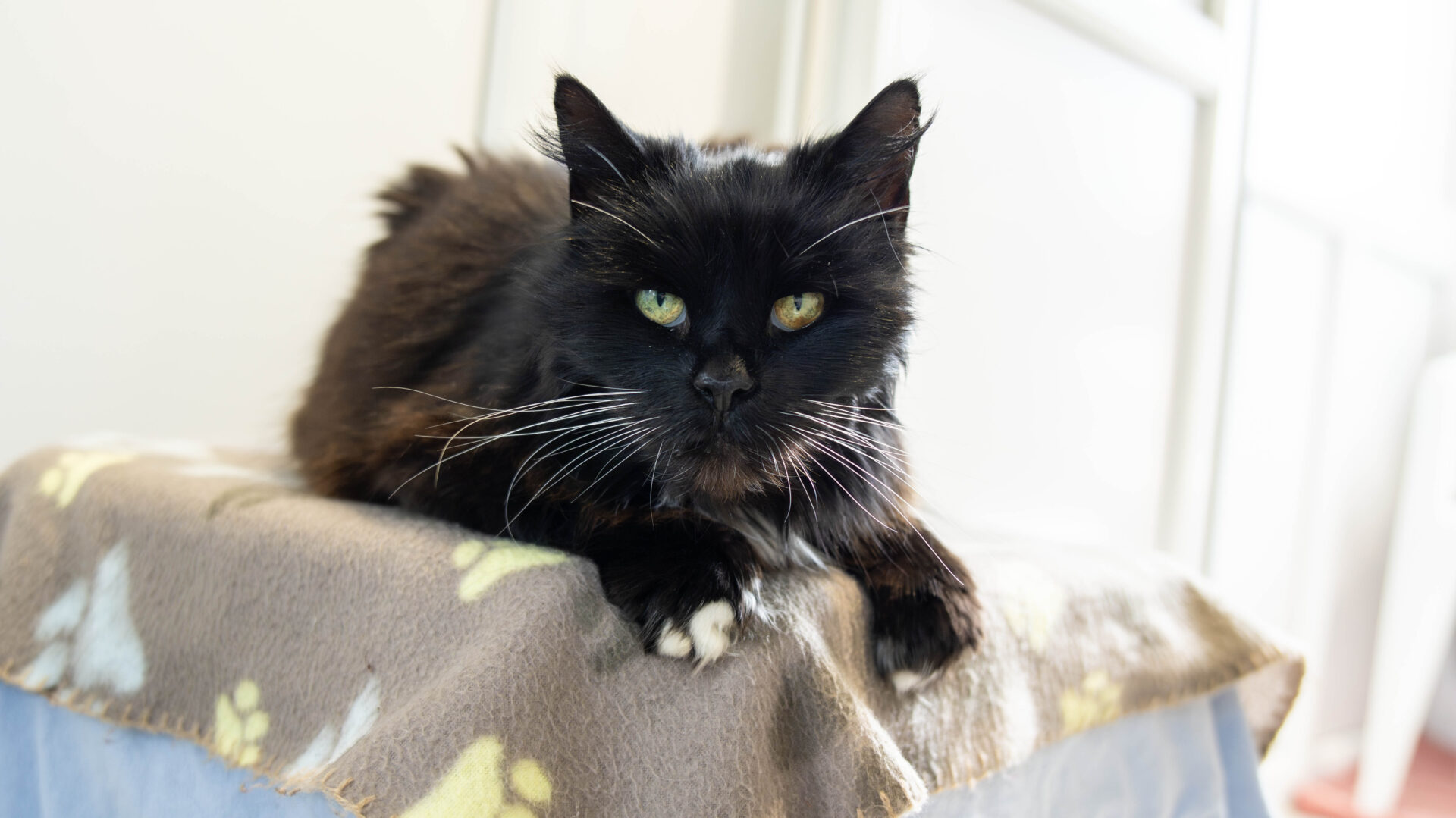 A black cat with white whiskers and green eyes lies on a blanket-covered surface, looking directly at the camera in a well-lit indoor setting.