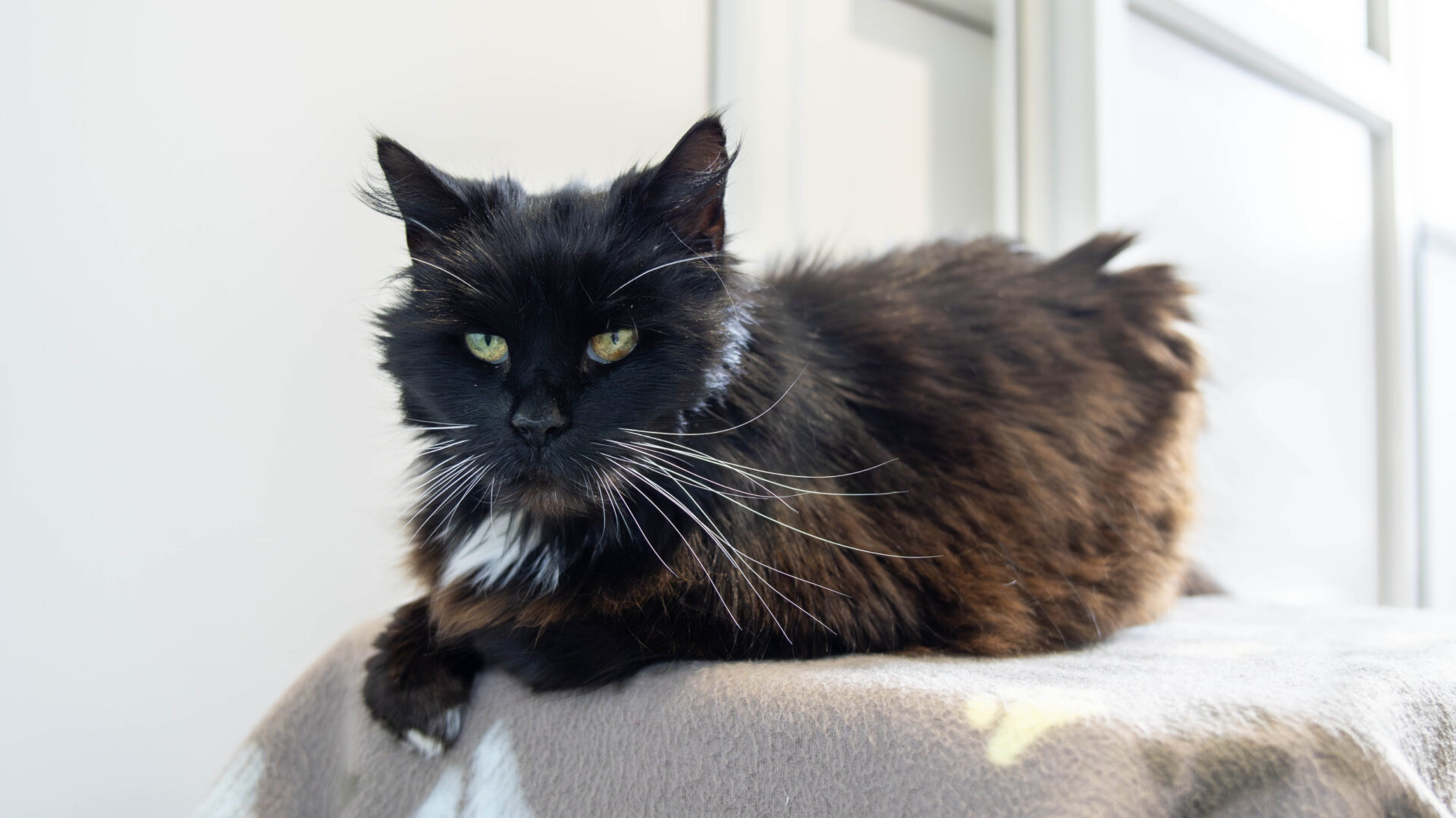 A long-haired black and brown cat with white whiskers and chest fur is lying on a soft, gray blanket, looking directly at the camera.