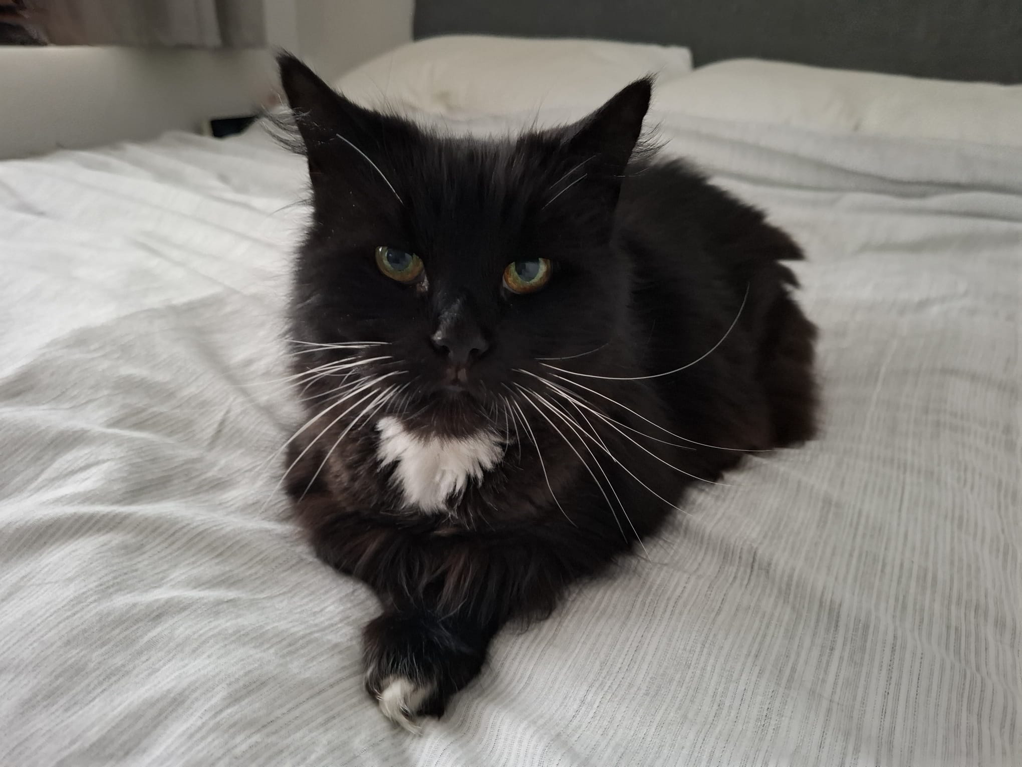 A fluffy black cat with a white chest and paws lies on a white bed, looking directly at the camera with green eyes.