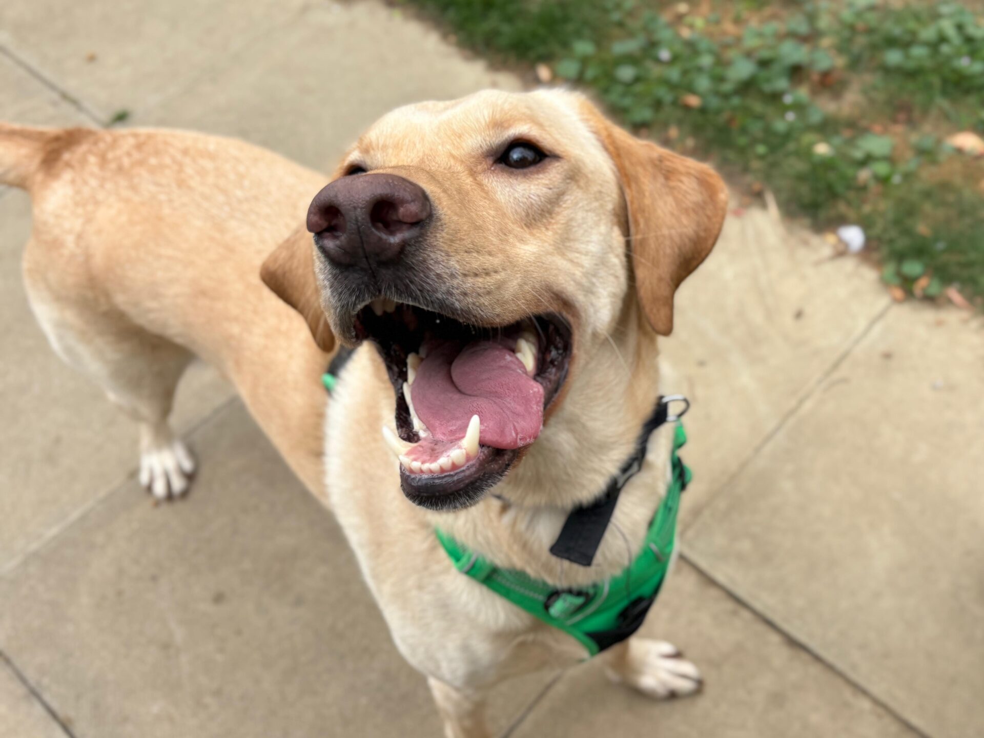 A happy yellow Labrador retriever wearing a green harness stands on a sidewalk, mouth open and tongue out, looking up. Grass and leaves are visible in the background.