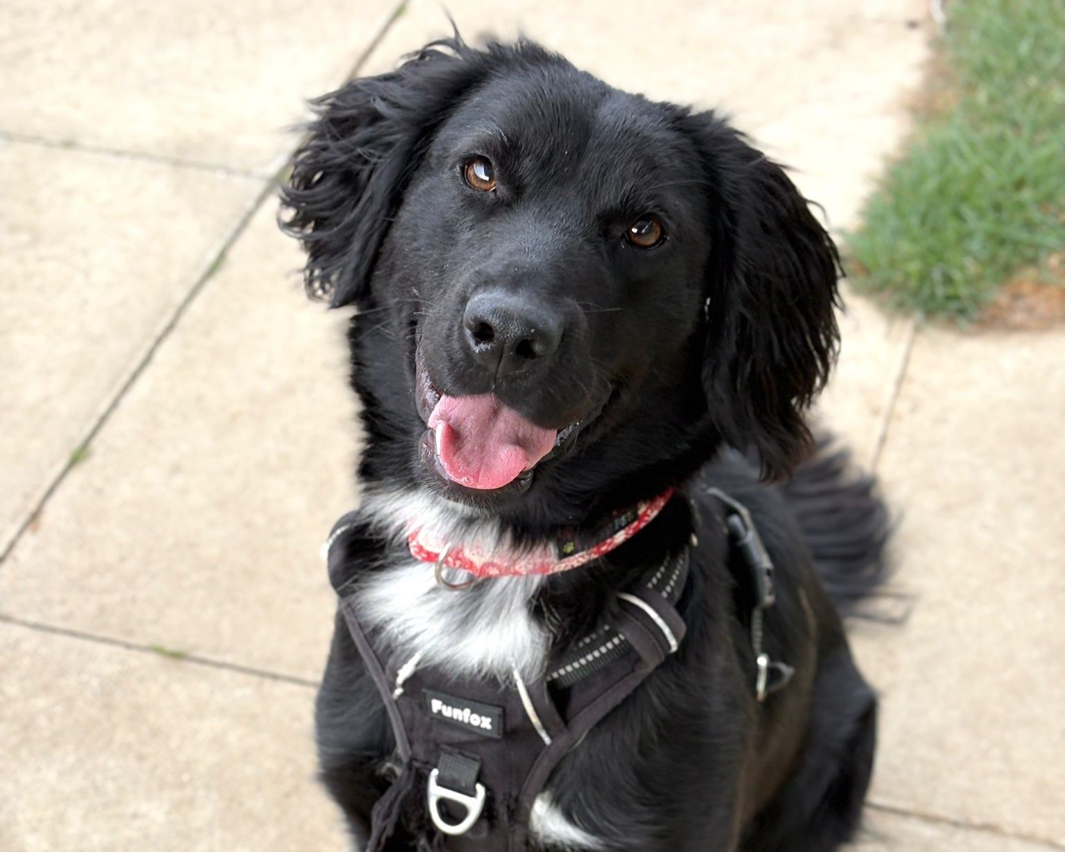 A black dog with a white chest patch sits on pavement, wearing a harness and red collar, looking up with its mouth open and tongue out, appearing happy. Grass is visible in the corner of the image.