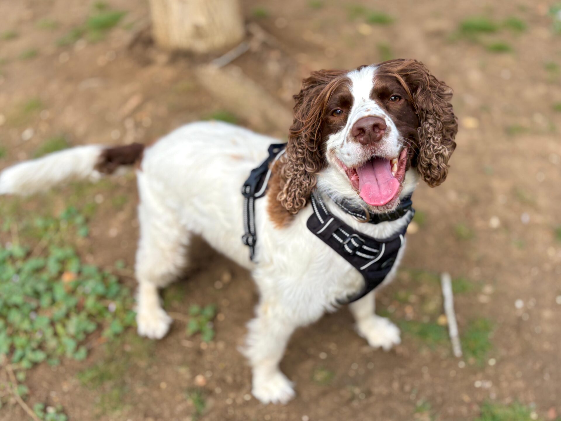 A happy brown and white dog with curly ears and a black harness stands on dirt and grass, looking up with its mouth open and tongue out.