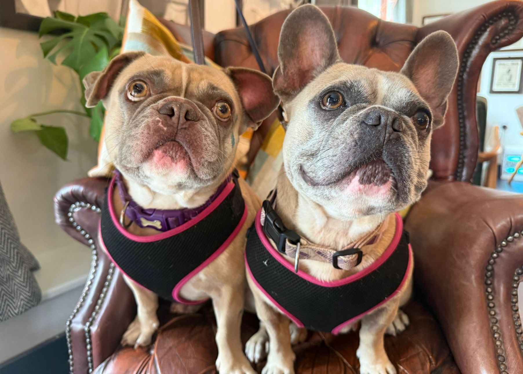 Two small, light brown French Bulldogs with black and pink harnesses sit side by side on a brown leather chair, looking up with alert expressions. A plant and framed pictures are visible in the background.