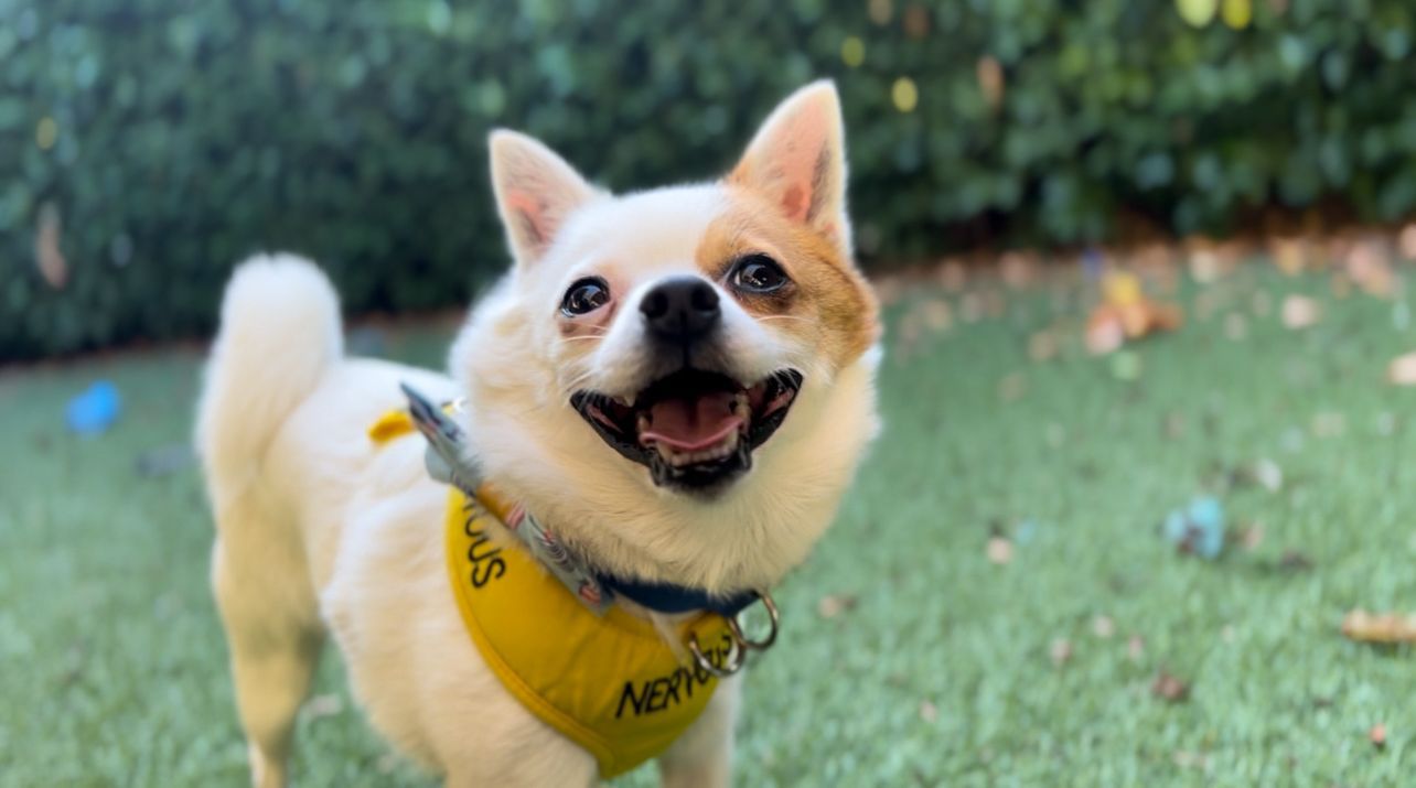 A small white dog with a tan patch near its eye wears a yellow vest labeled NERVOUS while standing on grass, looking up with its mouth open. Green foliage is blurred in the background.