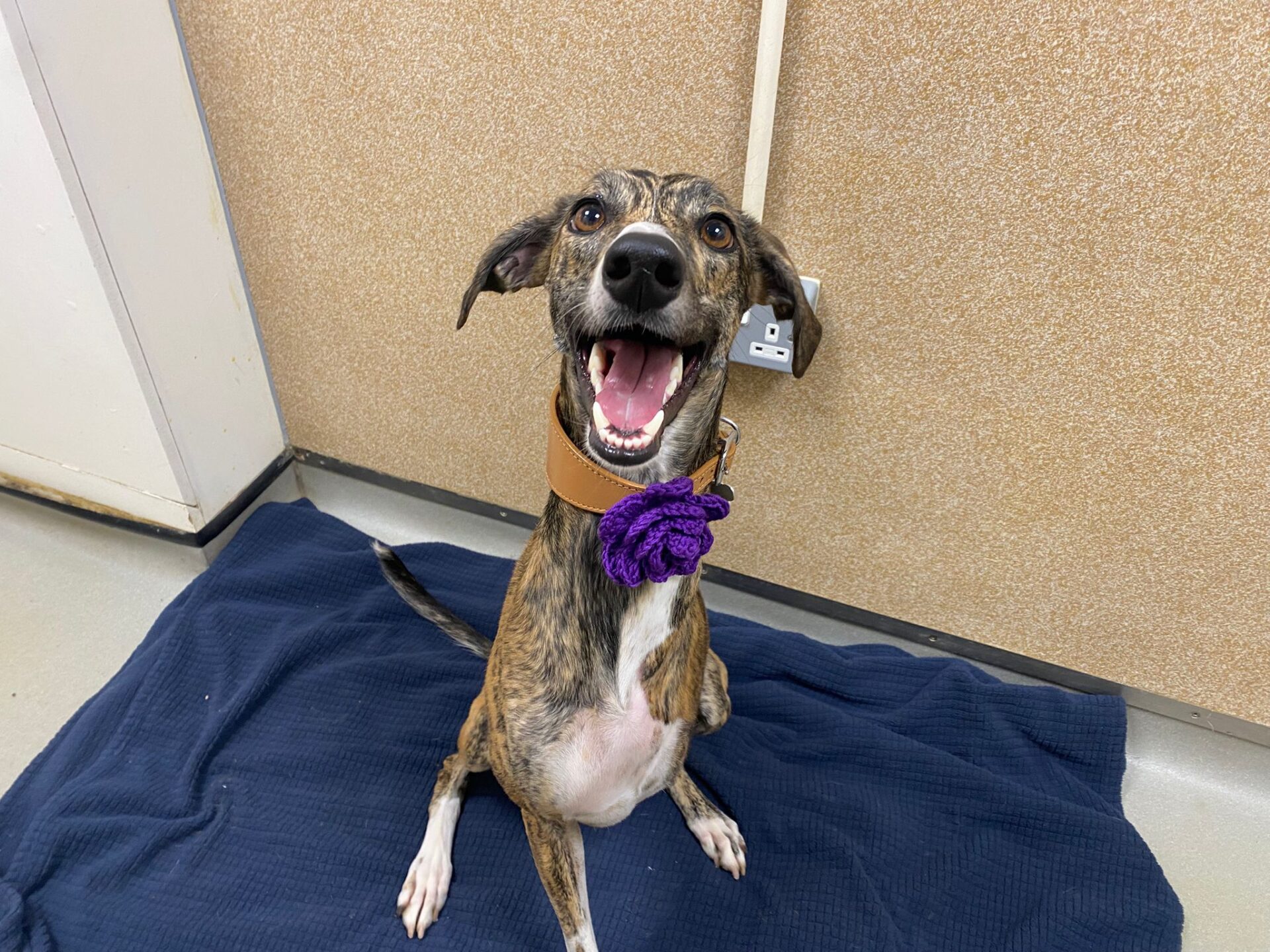 A happy brown and white dog with a purple flower on its collar sits on a blue blanket, looking up with its mouth open in a big smile against a beige wall.