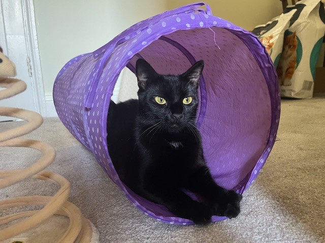 A black cat with yellow eyes lounges inside a purple, polka-dotted tunnel toy on a carpeted floor. Some cat toys and a bag of cat food are visible in the background.