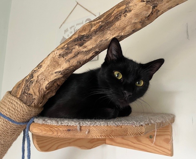 A black cat with yellow eyes lounges on a wooden wall shelf covered with carpet, next to a large branch wrapped with rope. The cat looks directly at the camera.