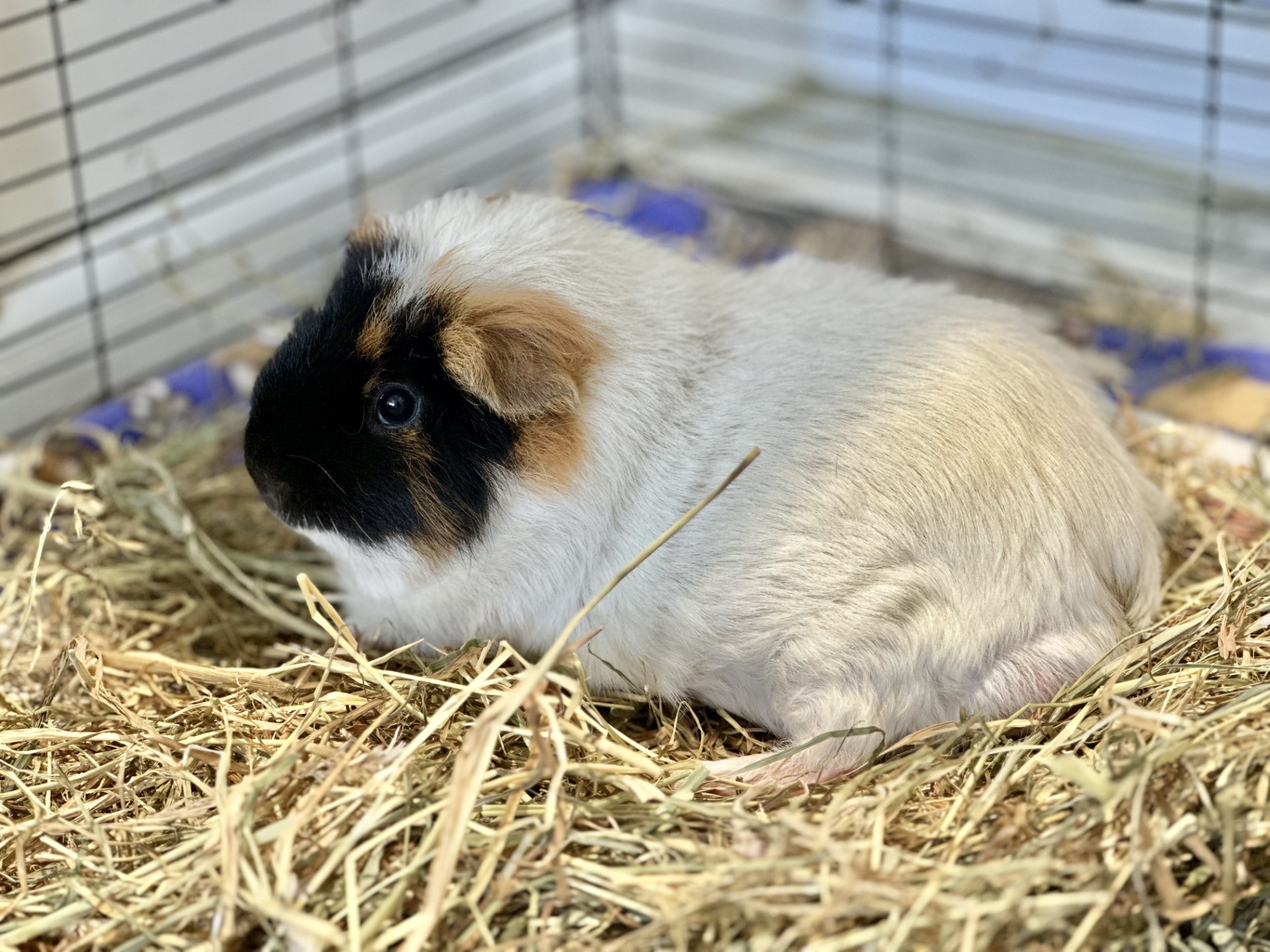 A white and brown guinea pig with black markings sits on a bed of hay inside a enclosure.