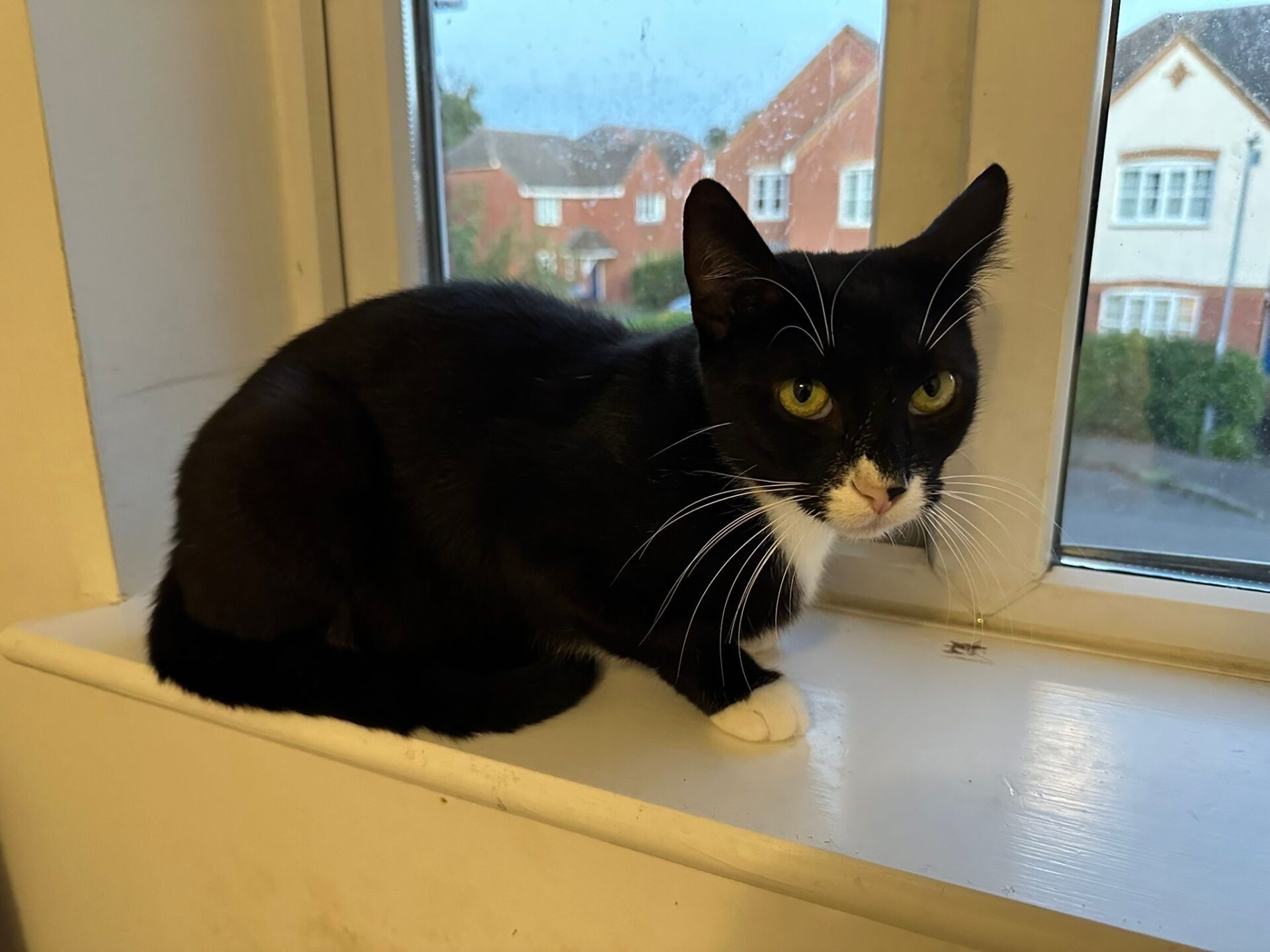 A black and white cat with green eyes sits on a windowsill, looking slightly to the side. Outside the window, brick houses and greenery are visible in the background.