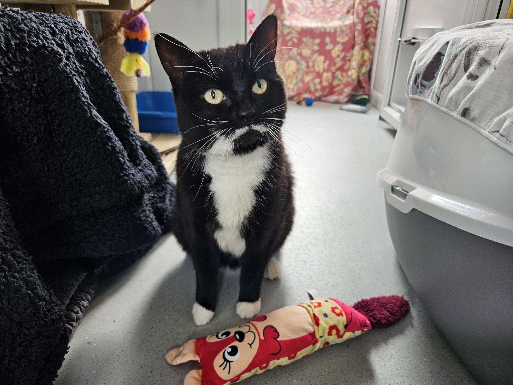 A black and white cat with bright eyes sits on a grey floor next to a red and pink plush toy. There is a cat tree, a blanket, and a litter box in the background.