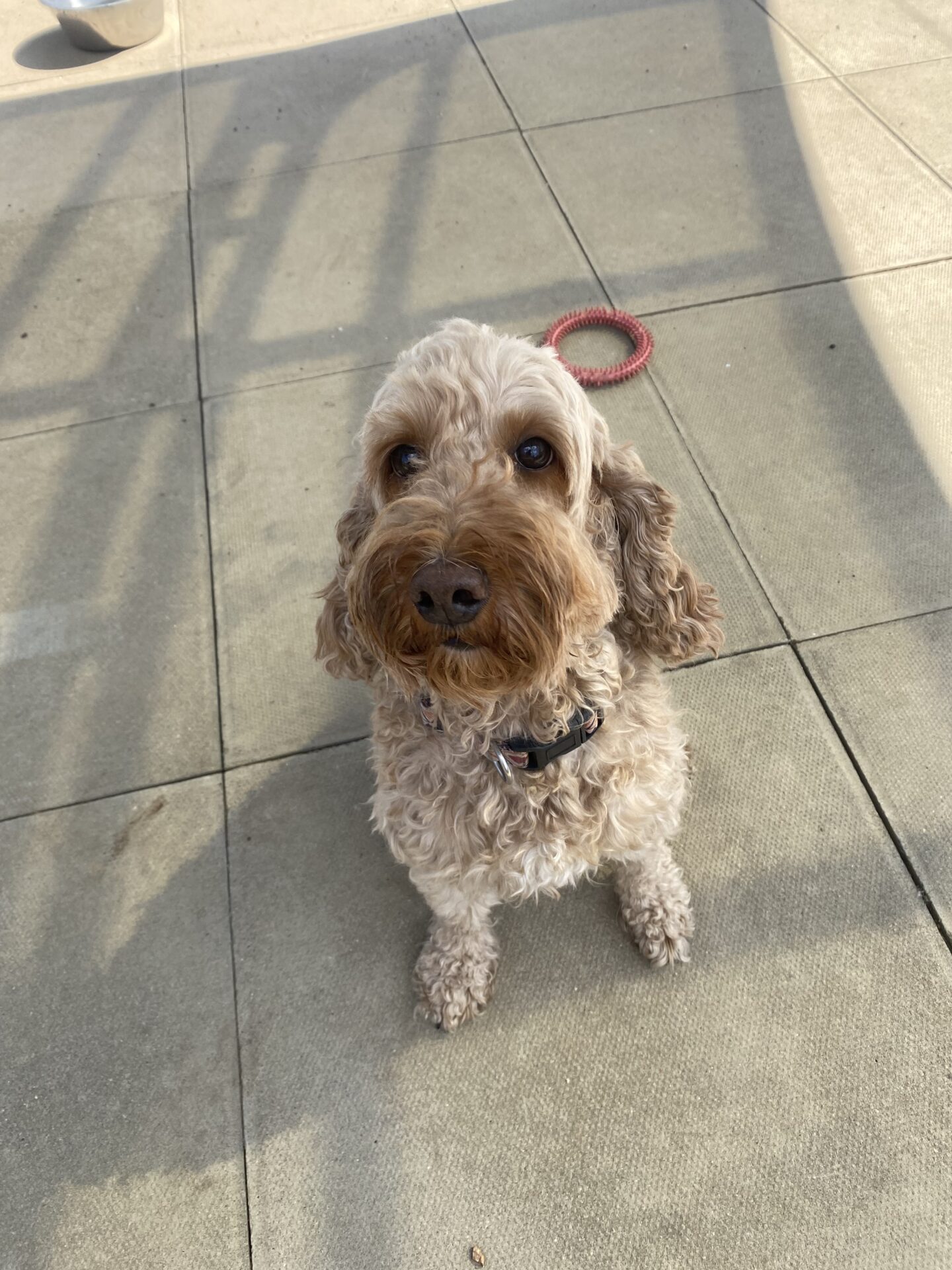 A curly-haired brown and cream Cockapoo sits on a tiled surface, looking up with a red leash attached to its collar. Sunlight casts shadows across the ground.
