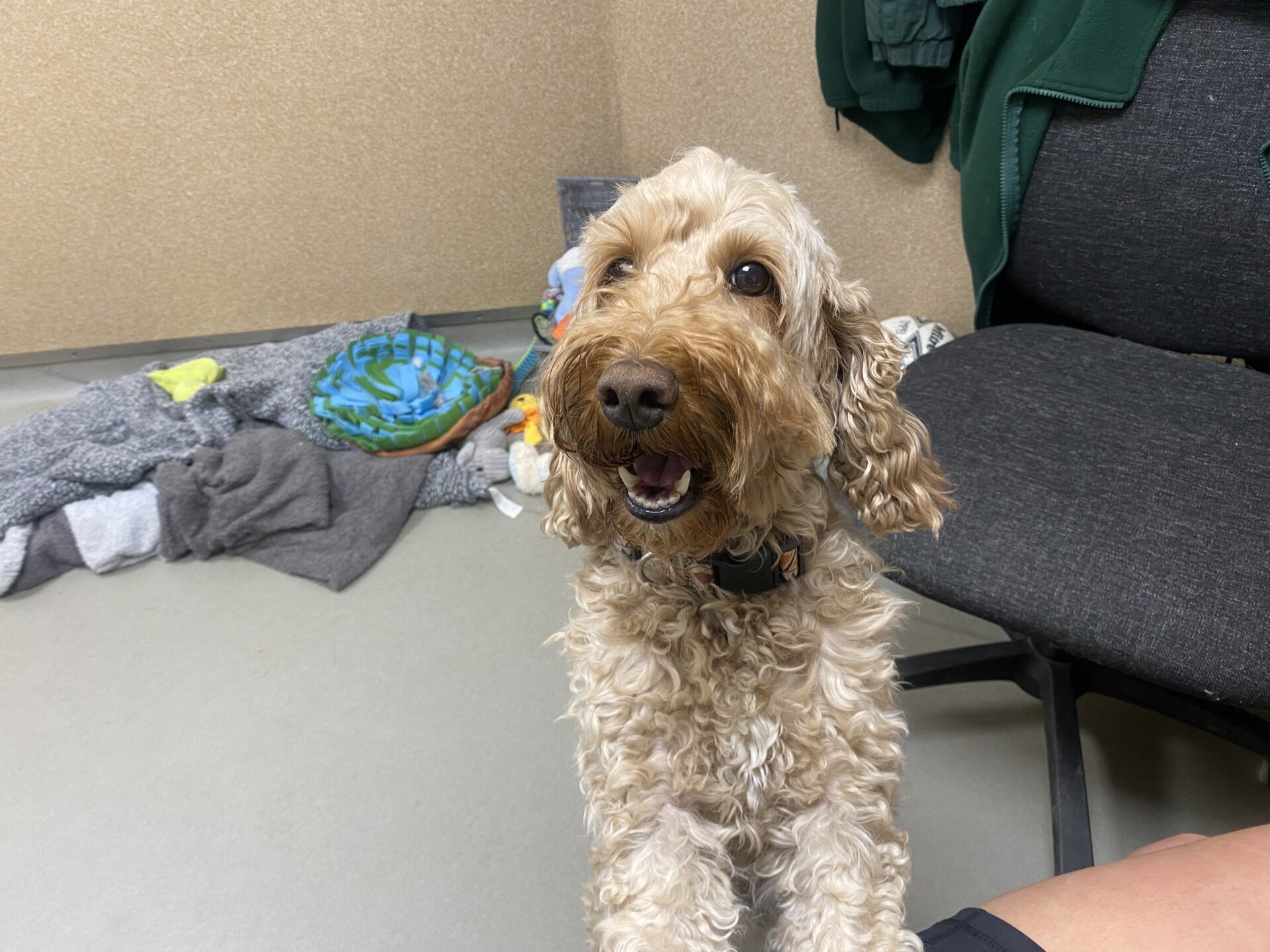 A curly-haired, light brown Cockapoo stands on its hind legs, looking up with a happy expression. Behind it are blankets, toys, and a gray chair in a room with beige walls and a gray floor.