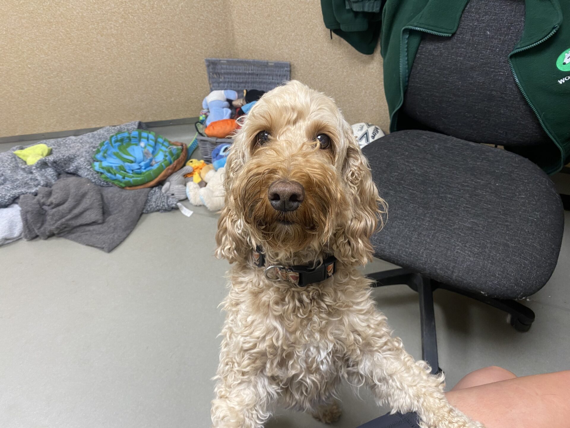 A curly-haired, light brown Cockapoo stands with its front paws on a person’s knee, looking up. In the background are a gray chair, a green jacket, toys, and blankets scattered on the floor.