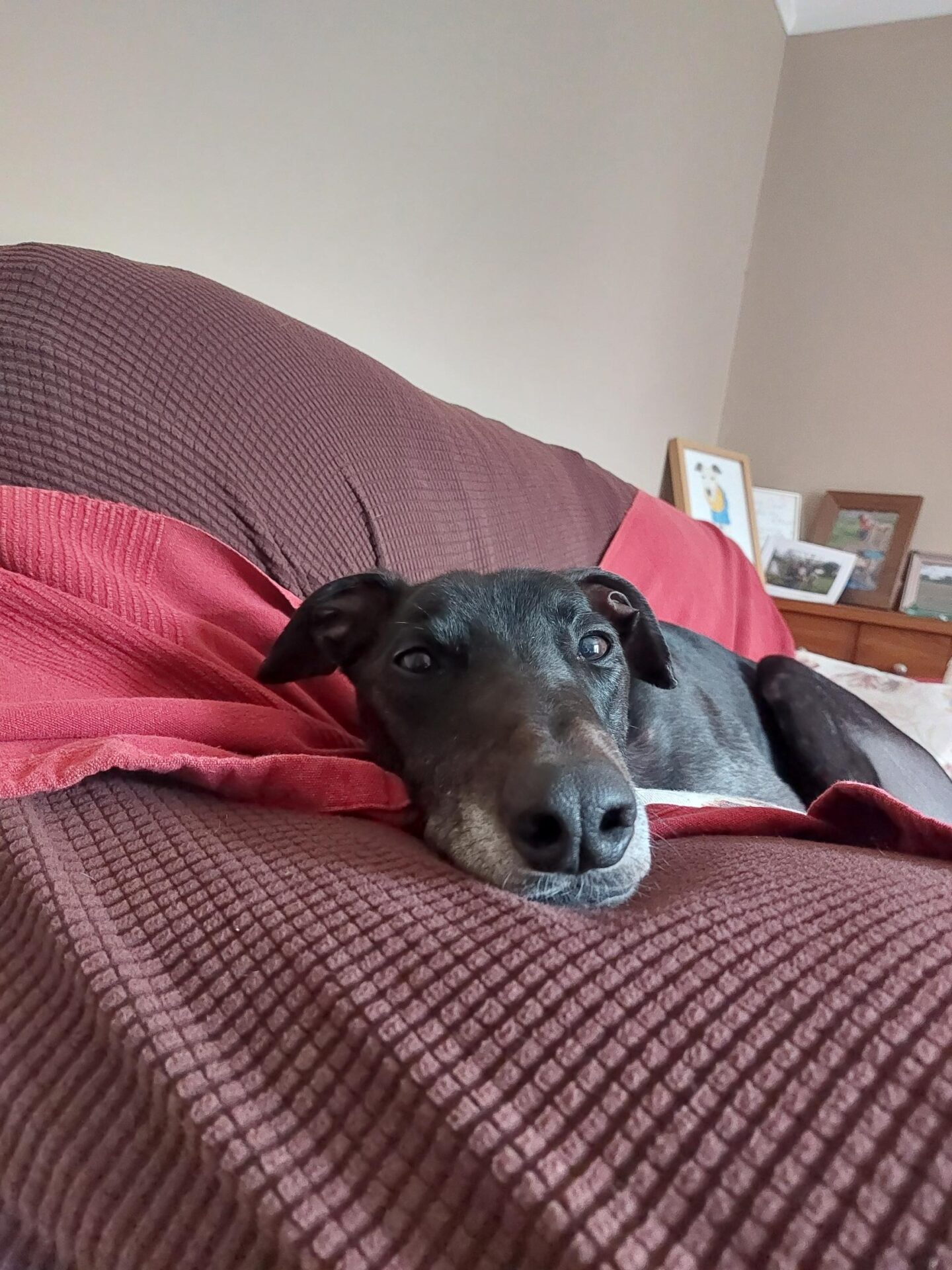 A black dog with grey fur on its muzzle lies on a brown and red textured couch, resting its head on the cushion and gazing calmly at the camera. Framed photos are visible in the background.