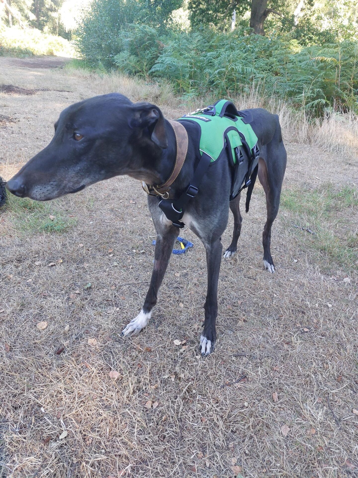A black greyhound wearing a green harness stands on a dry, grassy path in a wooded area with trees and bushes in the background.