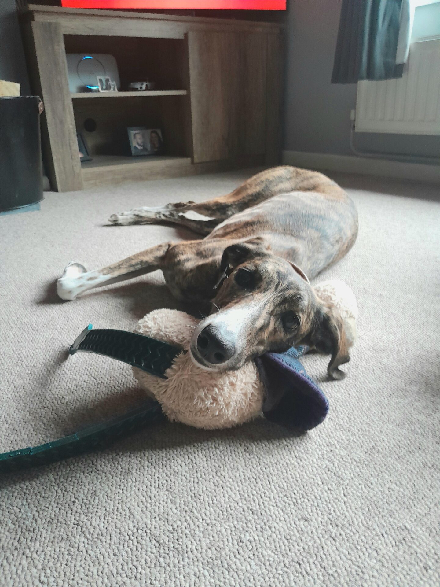 A brindle-colored dog is lying on a beige carpet, resting its head on a plush toy. The background shows a wooden TV stand, a framed photo, and a window with dark curtains.