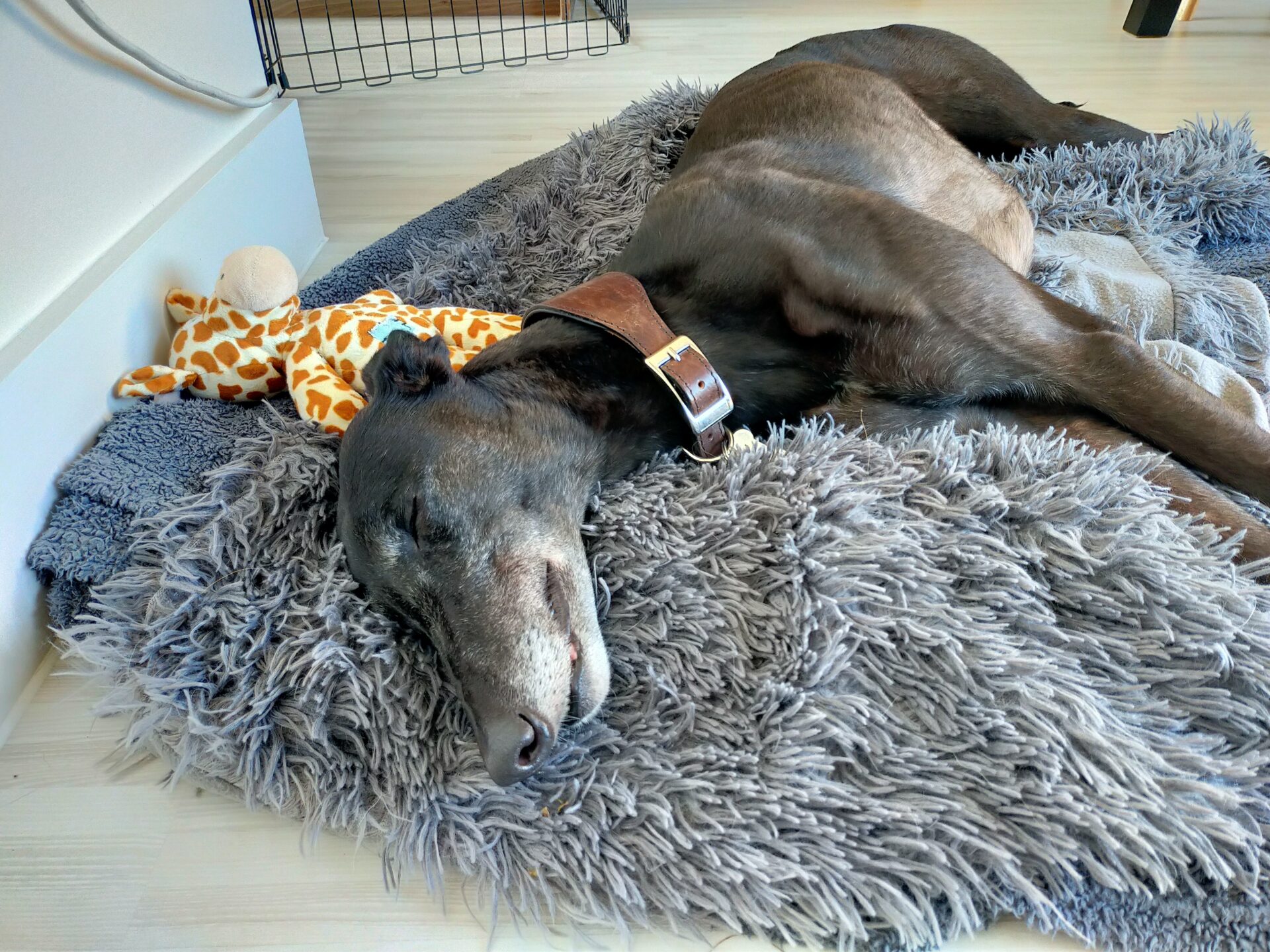 A black dog with a brown collar is sleeping on a fluffy gray rug, resting its head near a plush giraffe toy.