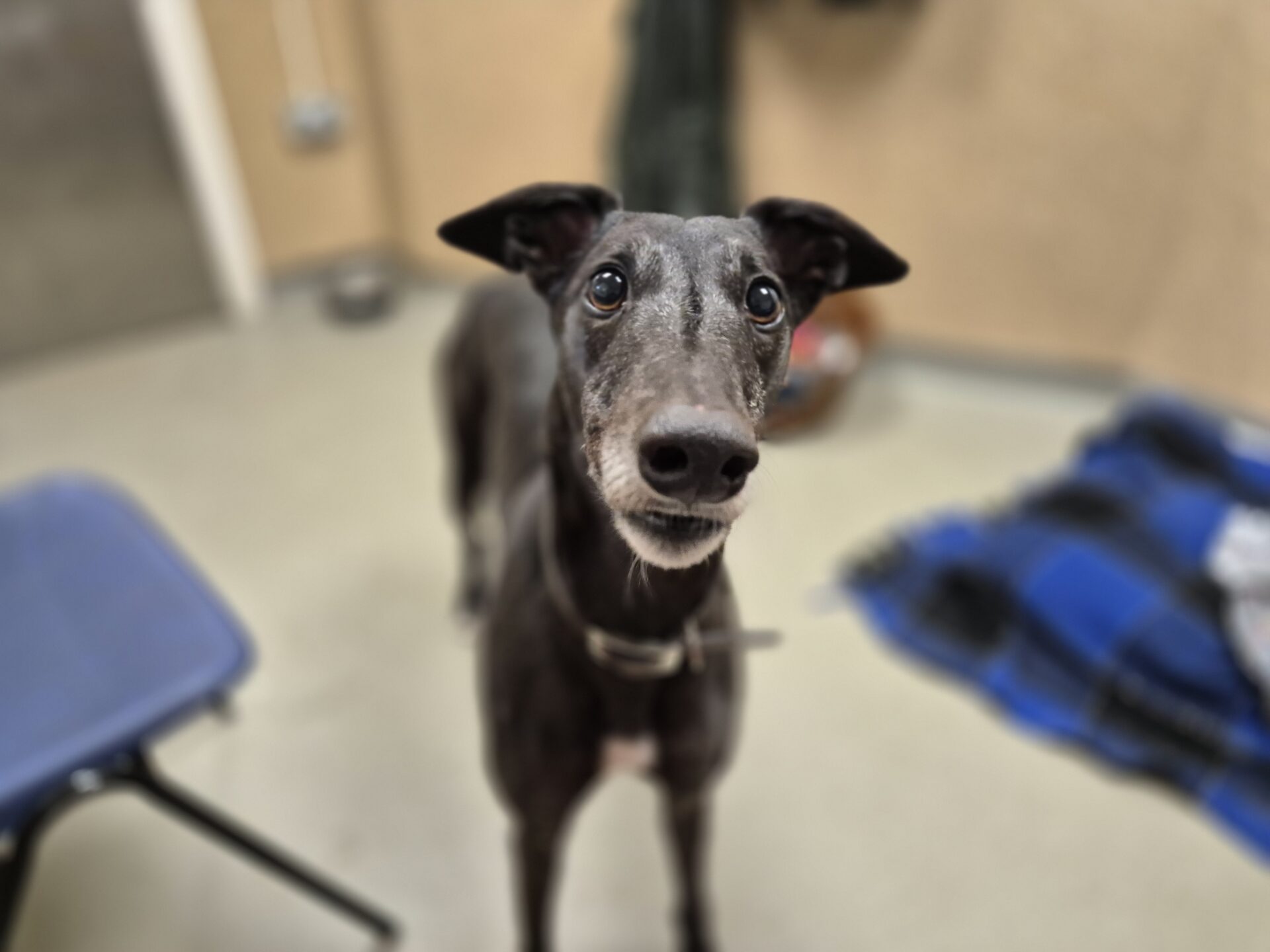 Peanut, a black greyhound with a white patch on its chest, looks up with wide eyes while standing indoors on a light floor near a blue chair and a blue plaid blanket.