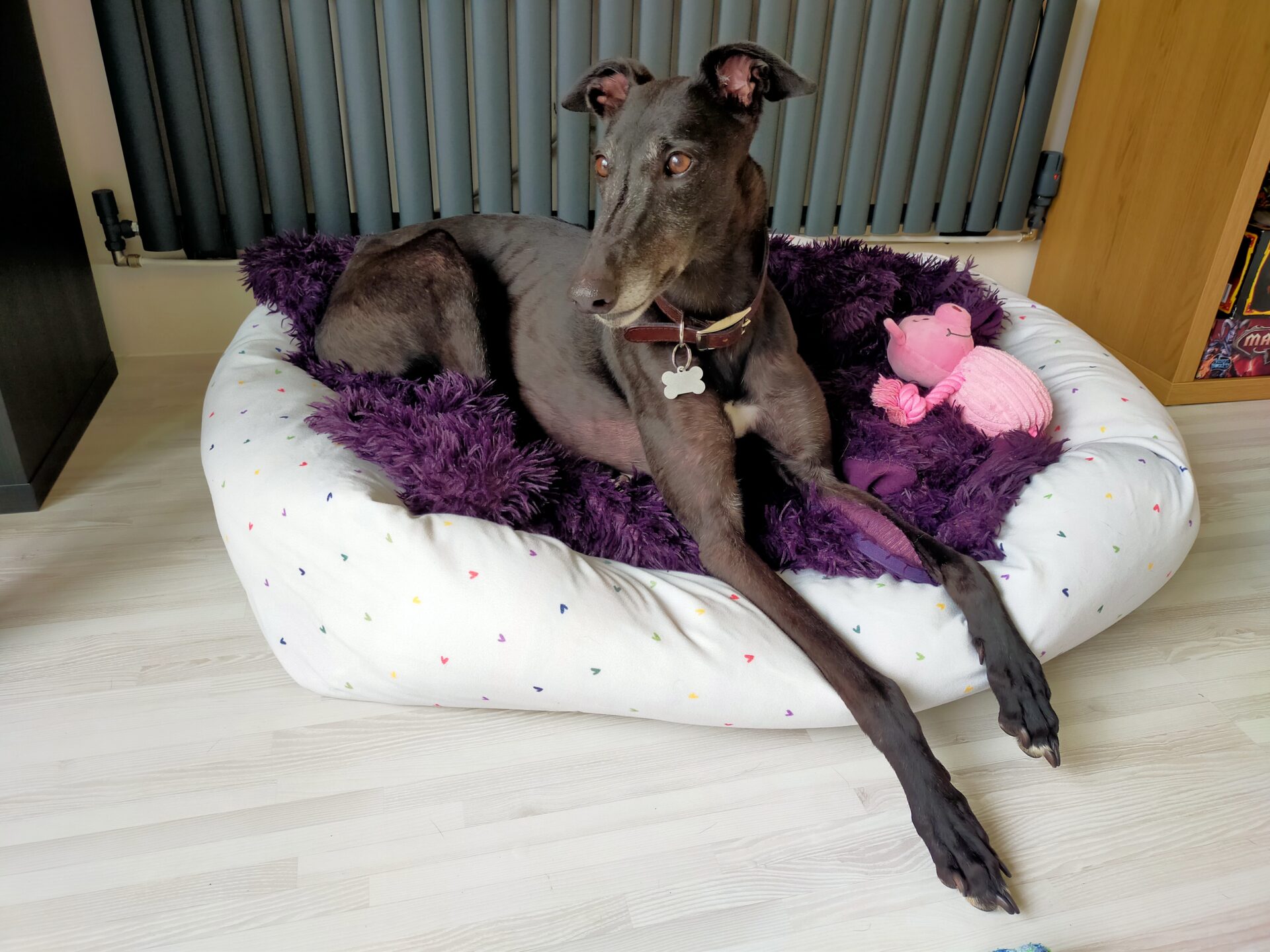 A black greyhound with a red collar lies on a white dog bed with tiny colored dots and a purple blanket. A pink pig toy is next to the dog, and the background shows blinds and wooden furniture.