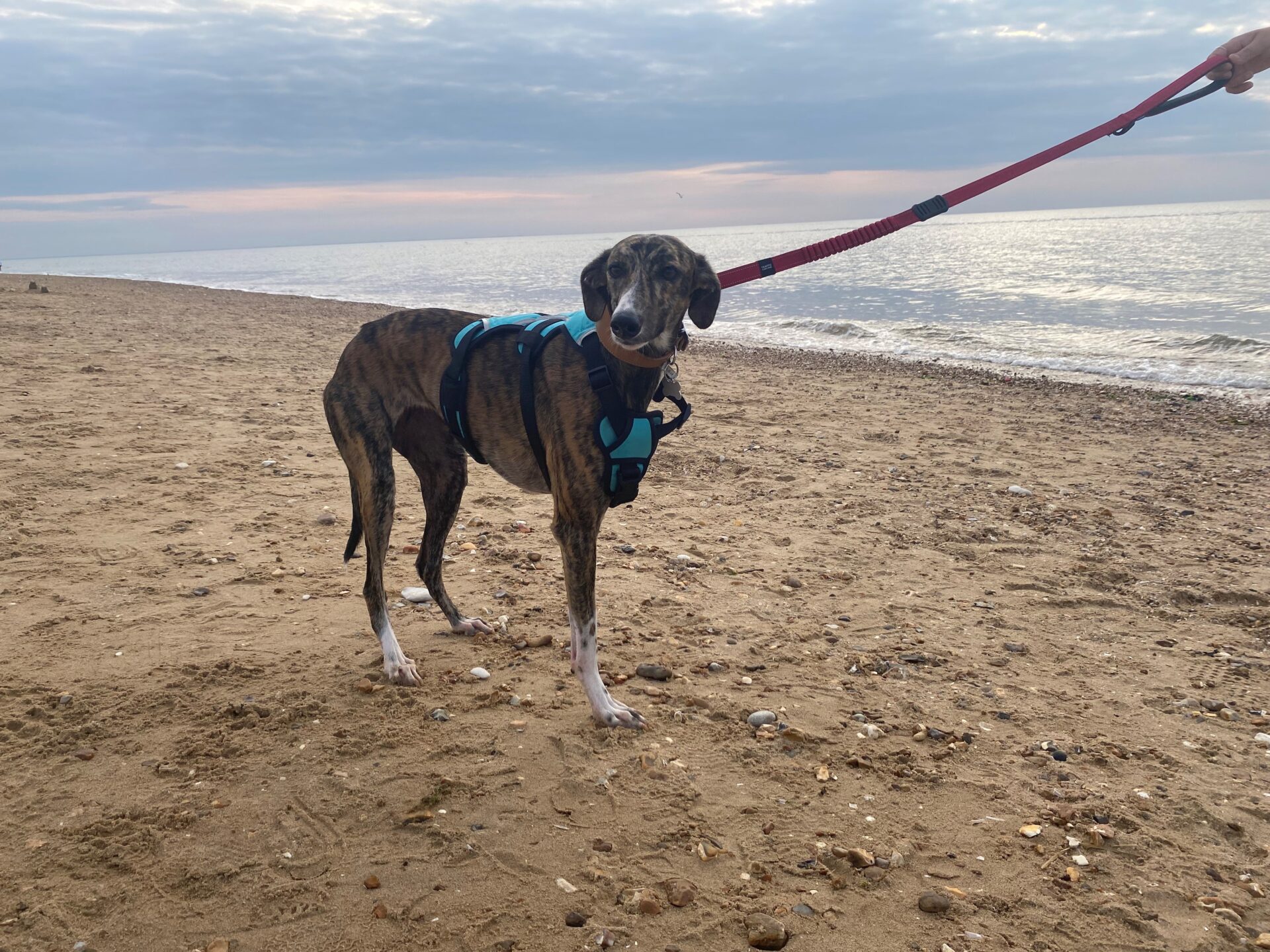 A brindle dog wearing a blue harness stands on a sandy beach, attached to a red lead. The sky is cloudy, and gentle waves are visible in the background.