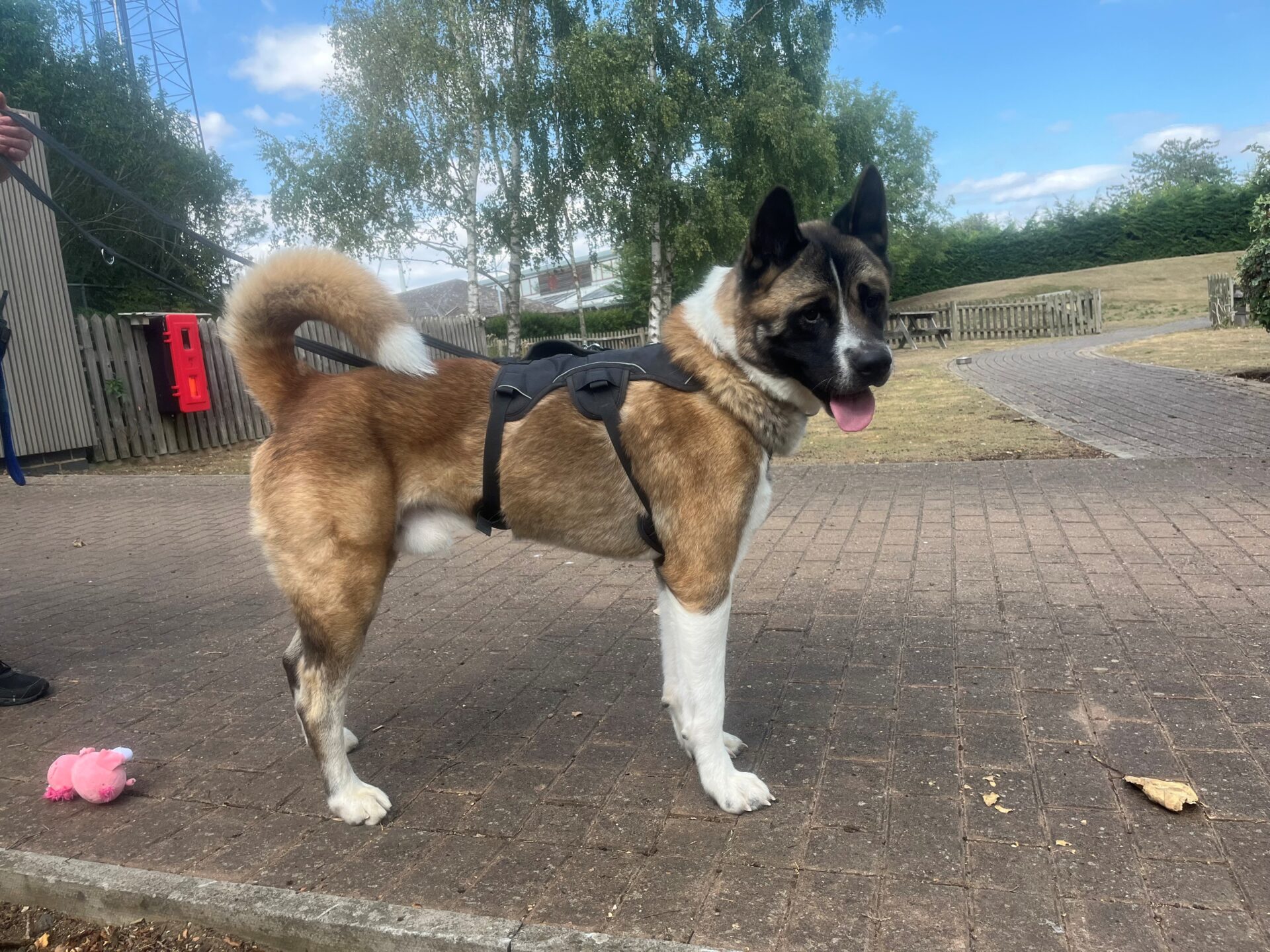 A large, brown and white dog with a black face and white paws stands on a paved path, wearing a harness. The dog is outdoors, with trees and grass in the background, and a pink toy lies nearby.