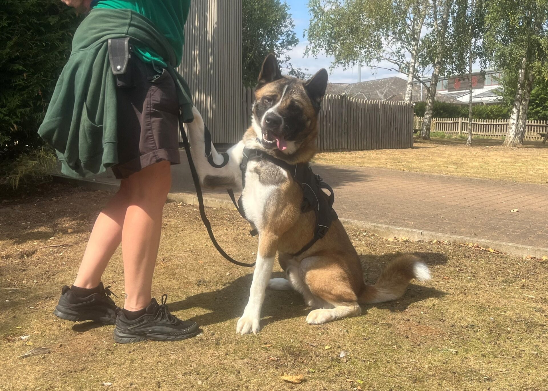 A large, happy American Akita with a tan and white coat sits on dry grass, one paw raised to touch the leg of a person in a green shirt and shorts holding its leash. Trees and a fence are visible in the background.