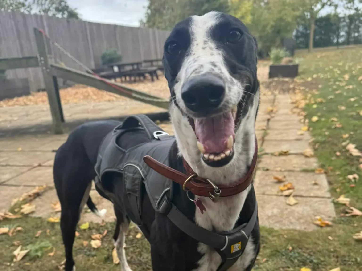 A black and white greyhound wearing a harness and collar stands outside on a patio, looking at the camera with its mouth open. Fallen leaves cover the ground, and trees and benches are in the background.
