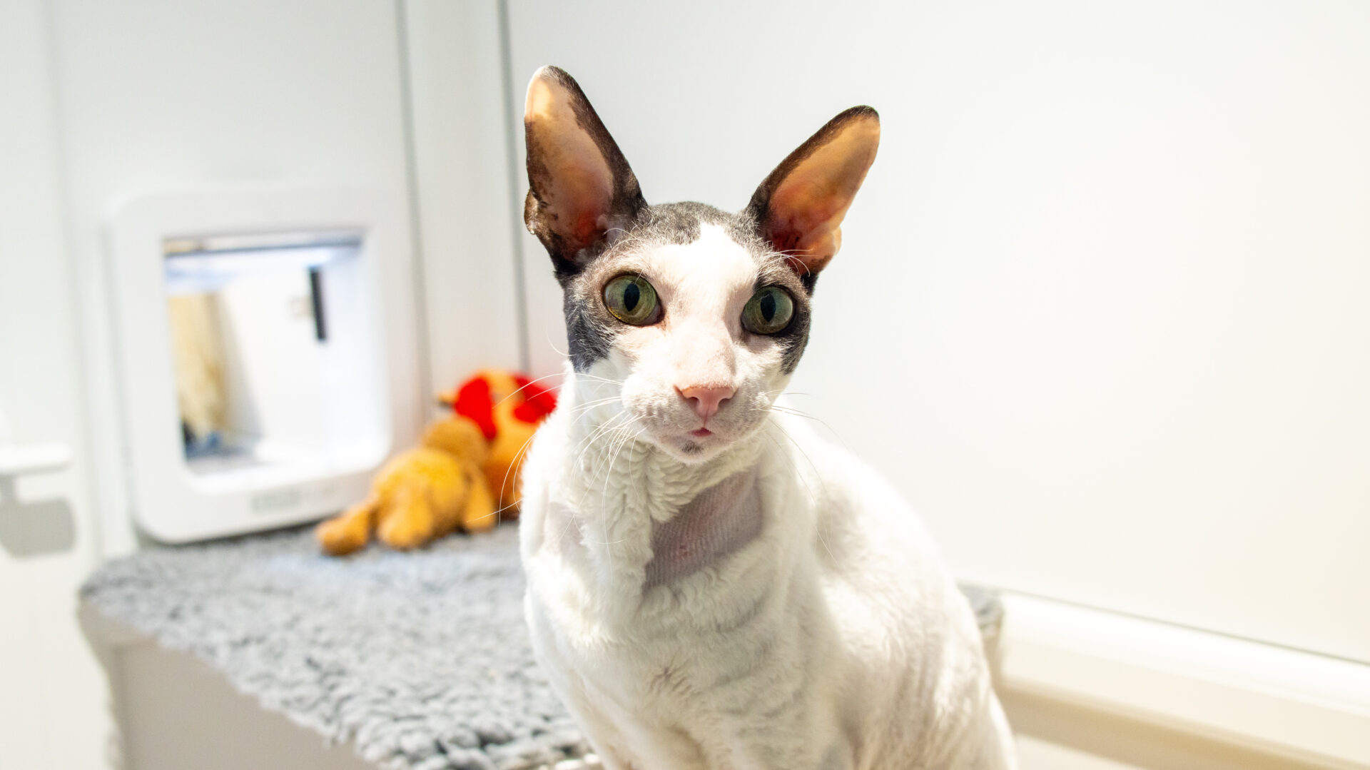 A Cornish Rex cat with large ears and short, curly fur sits on a gray blanket. A pet door and a plush toy are visible in the background. The setting appears to be indoors, likely in a pet room.