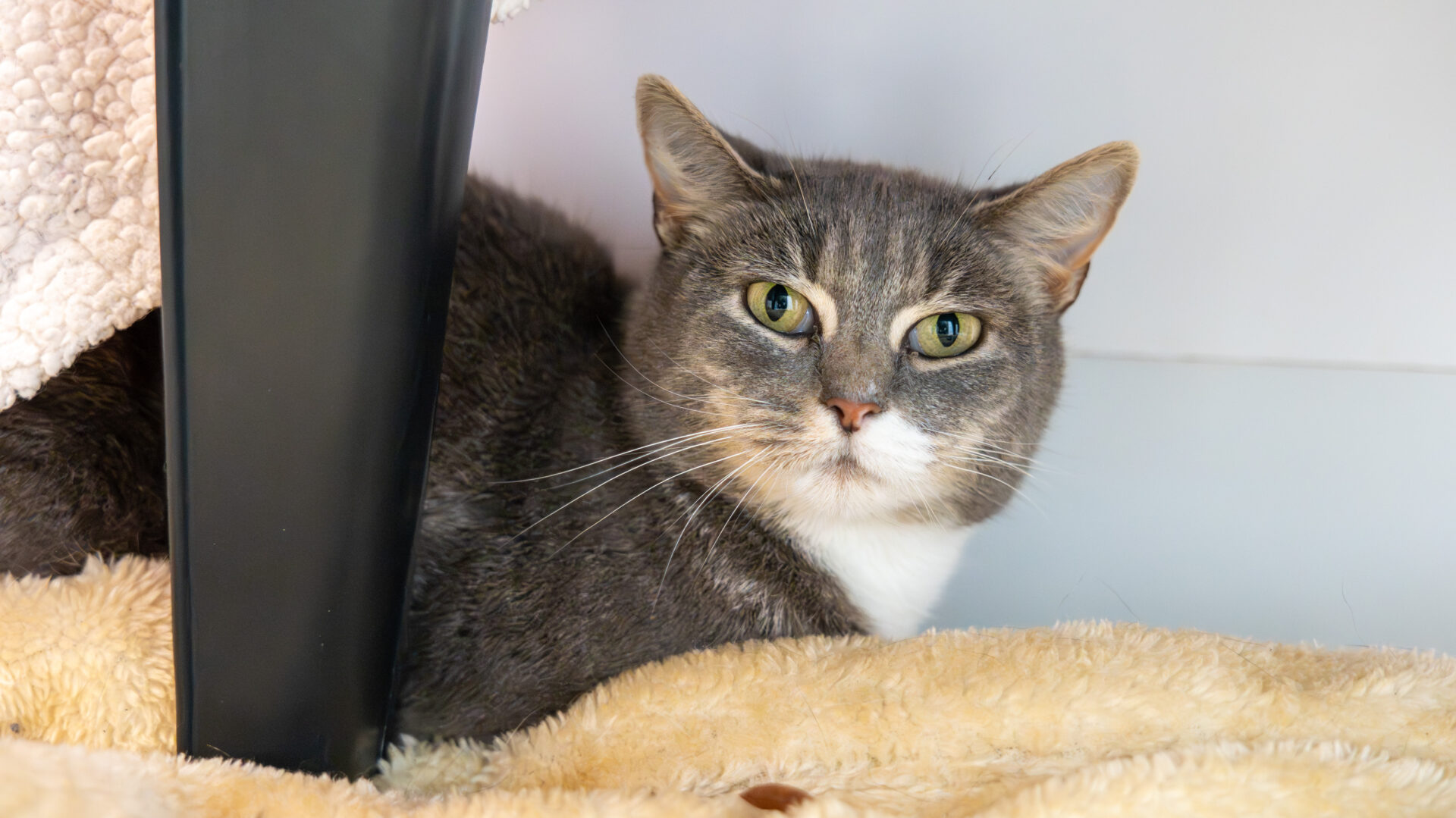 A gray and white cat with green eyes lies on a soft beige blanket, partially hidden beside a black table leg, looking directly at the camera.