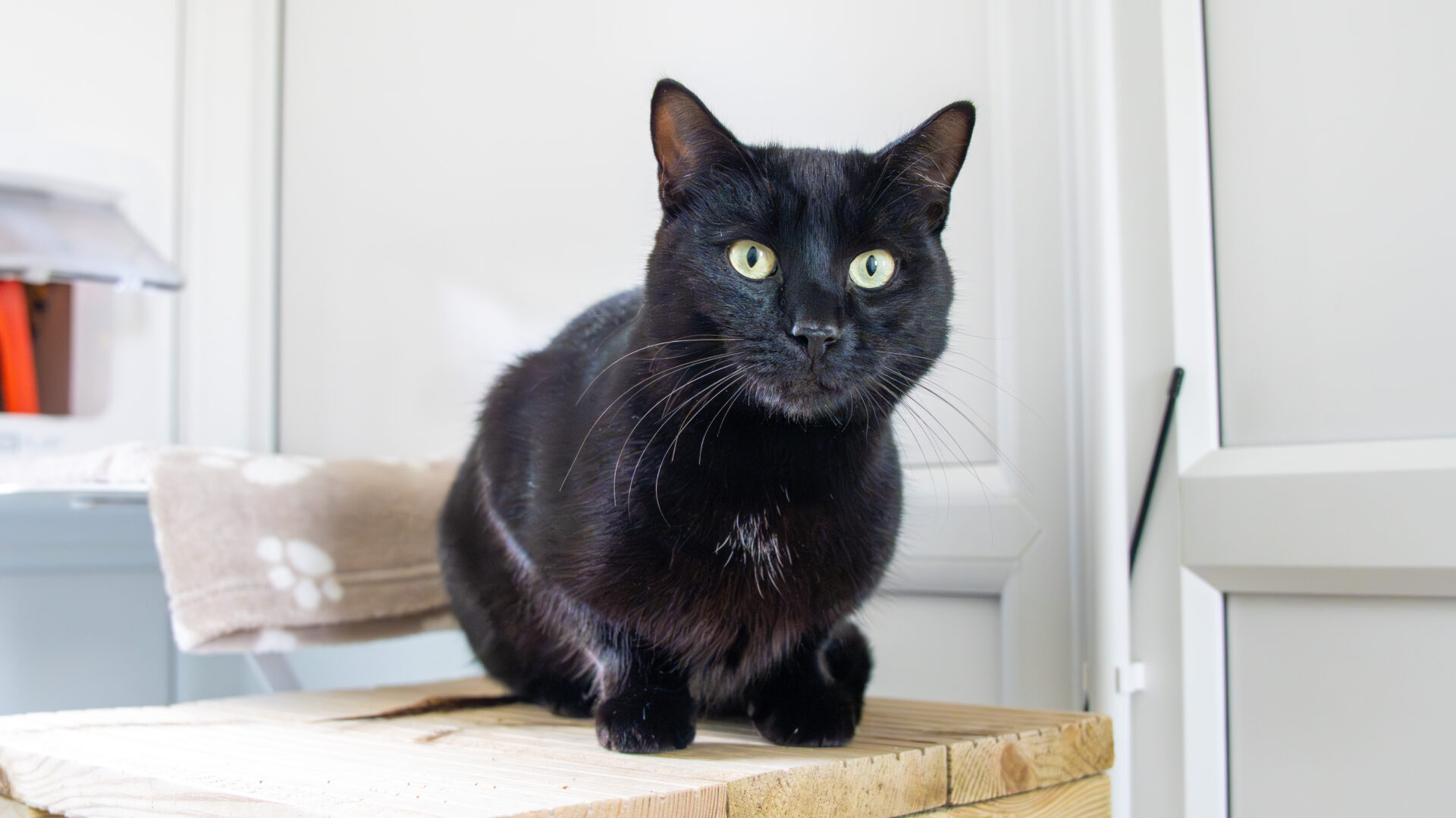 A black domestic short hair cat with green eyes sits on a wooden surface indoors, gazing at the camera. Behind it are a white door and a beige blanket patterned with paw prints.