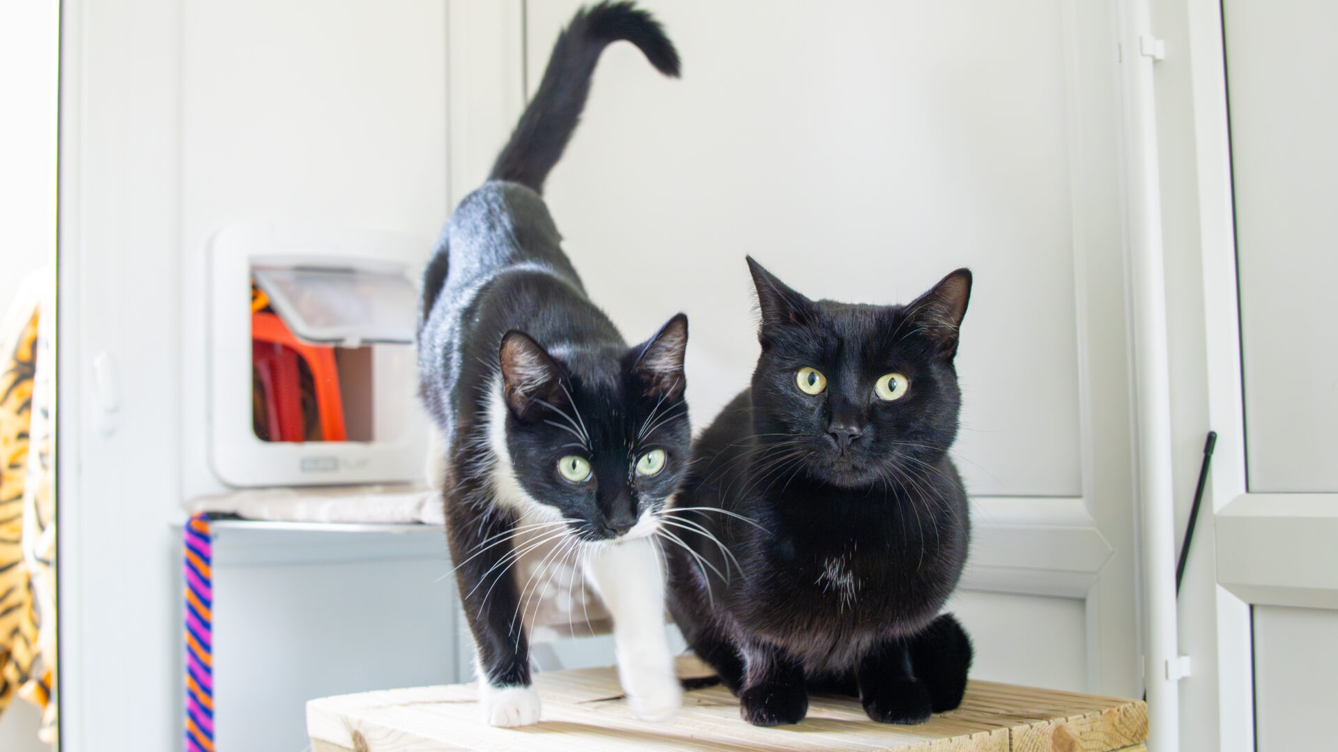 Two domestic short hair cats with black coats and white markings, sit and stand on a wooden surface indoors. Both have striking green eyes and gaze at the camera, with a pet door and household items in the background.