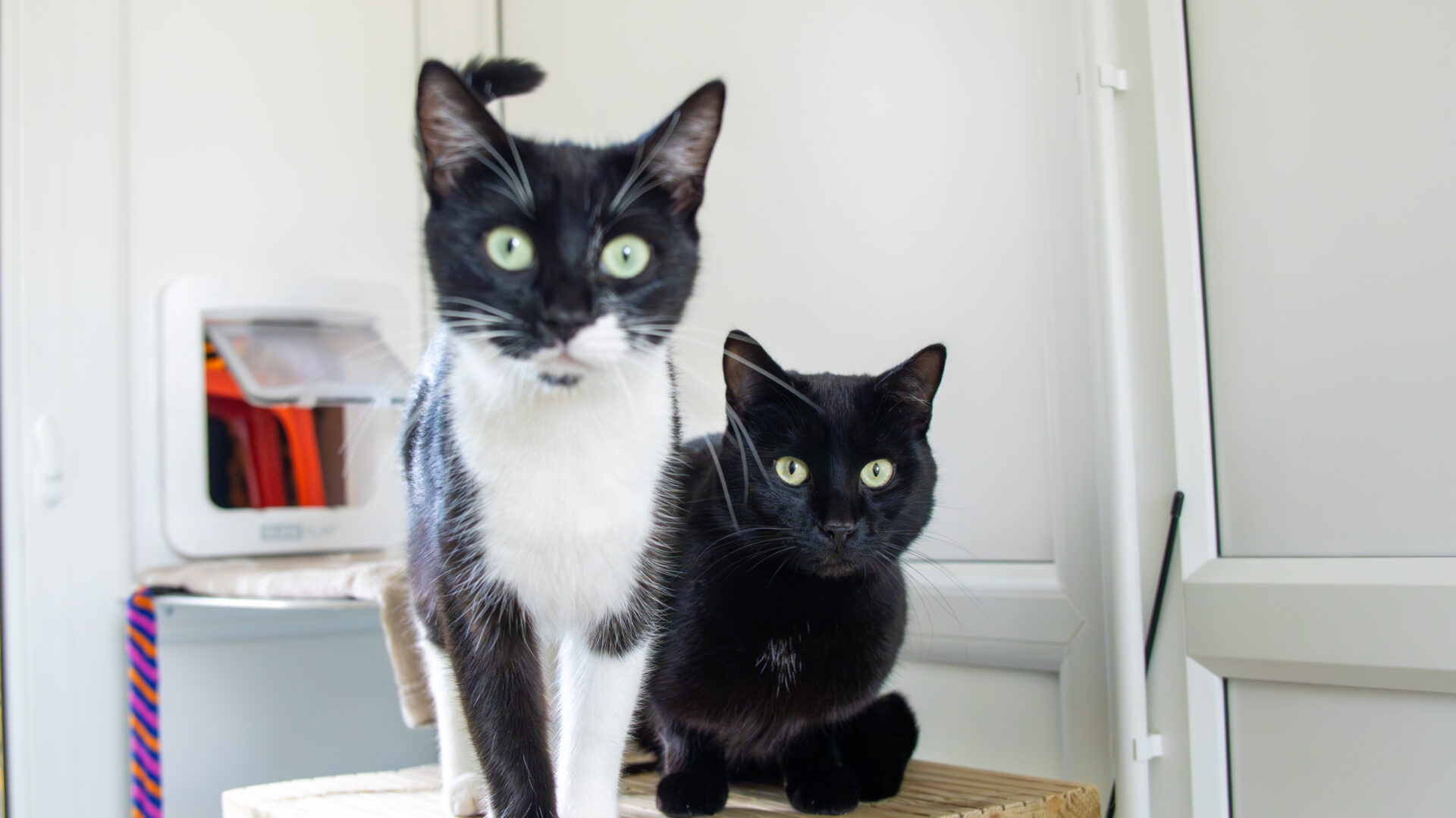 Milo and Laila, two domestic short hair cats with green eyes, sit on a cardboard box indoors; Milo, black and white, stands in front while Laila, all black, sits behind. Both gaze curiously at the camera.