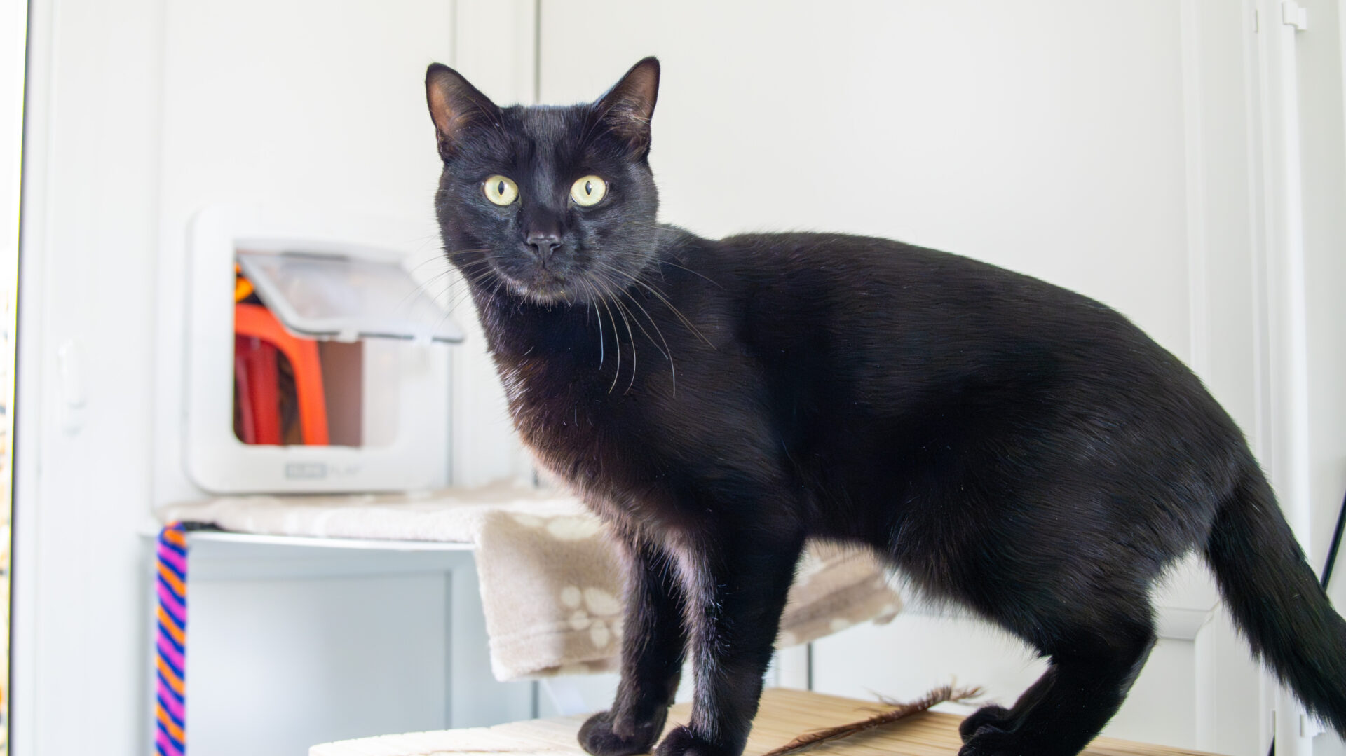 A black cat stands alert on a light-colored surface indoors; his bright yellow eyes shine as a pet door and blanket-covered area appear in the sunlit background.