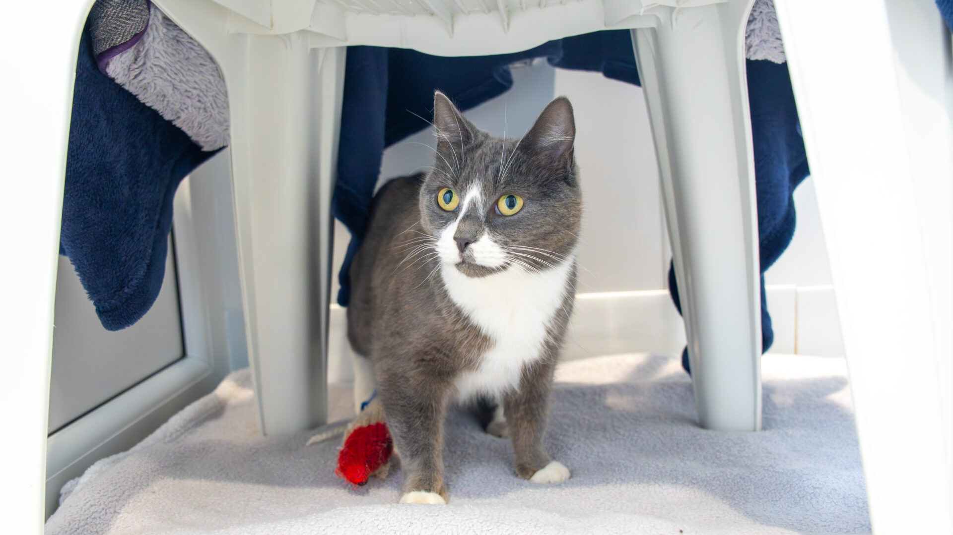 A gray and white cat with green eyes stands on a towel under a plastic table, with a red toy mouse nearby and towels draped above.