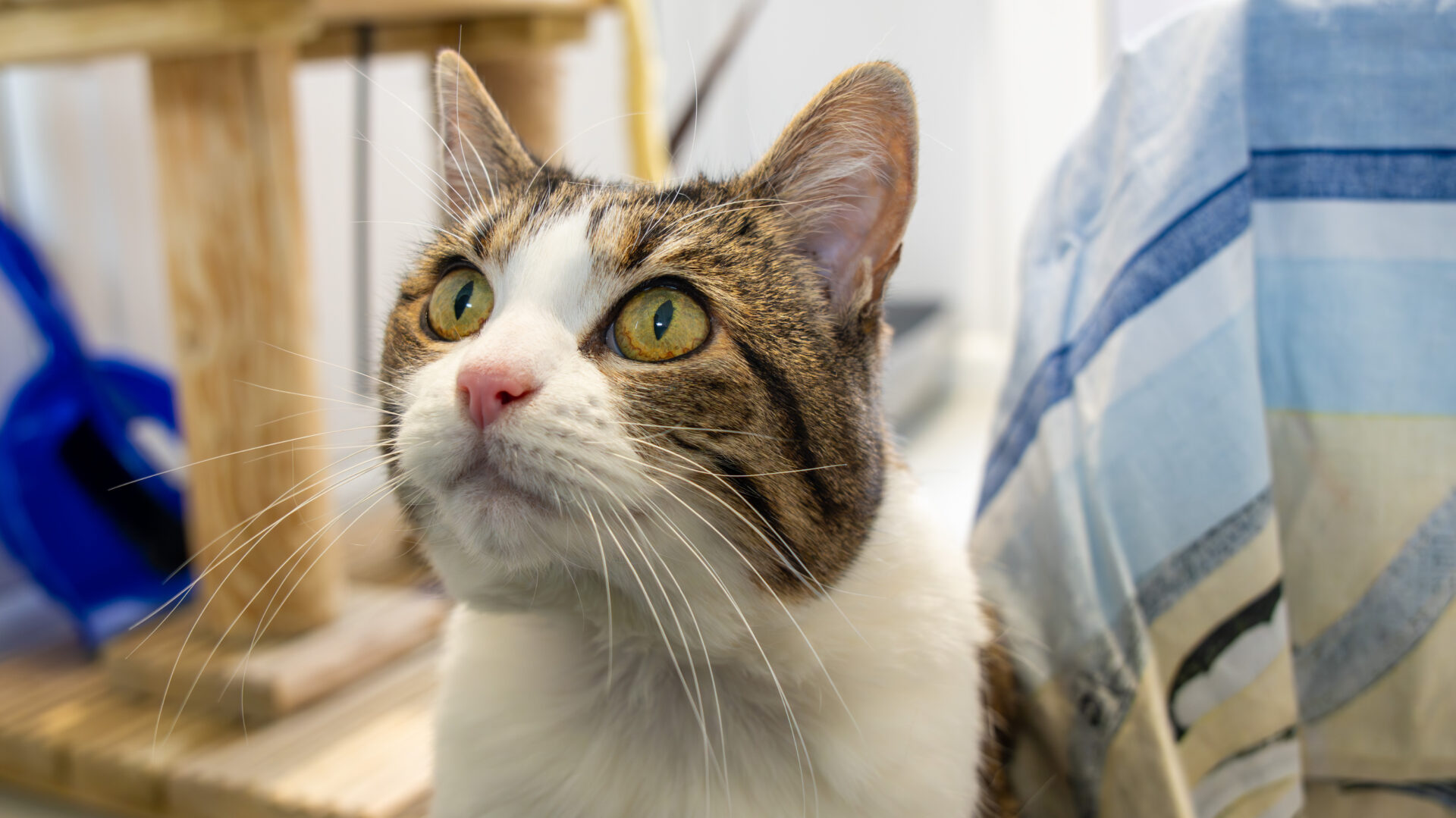 A close-up of a tabby and white cat with yellow-green eyes looking upward, with its ears perked up. The background shows a scratching post and part of a checkered fabric.