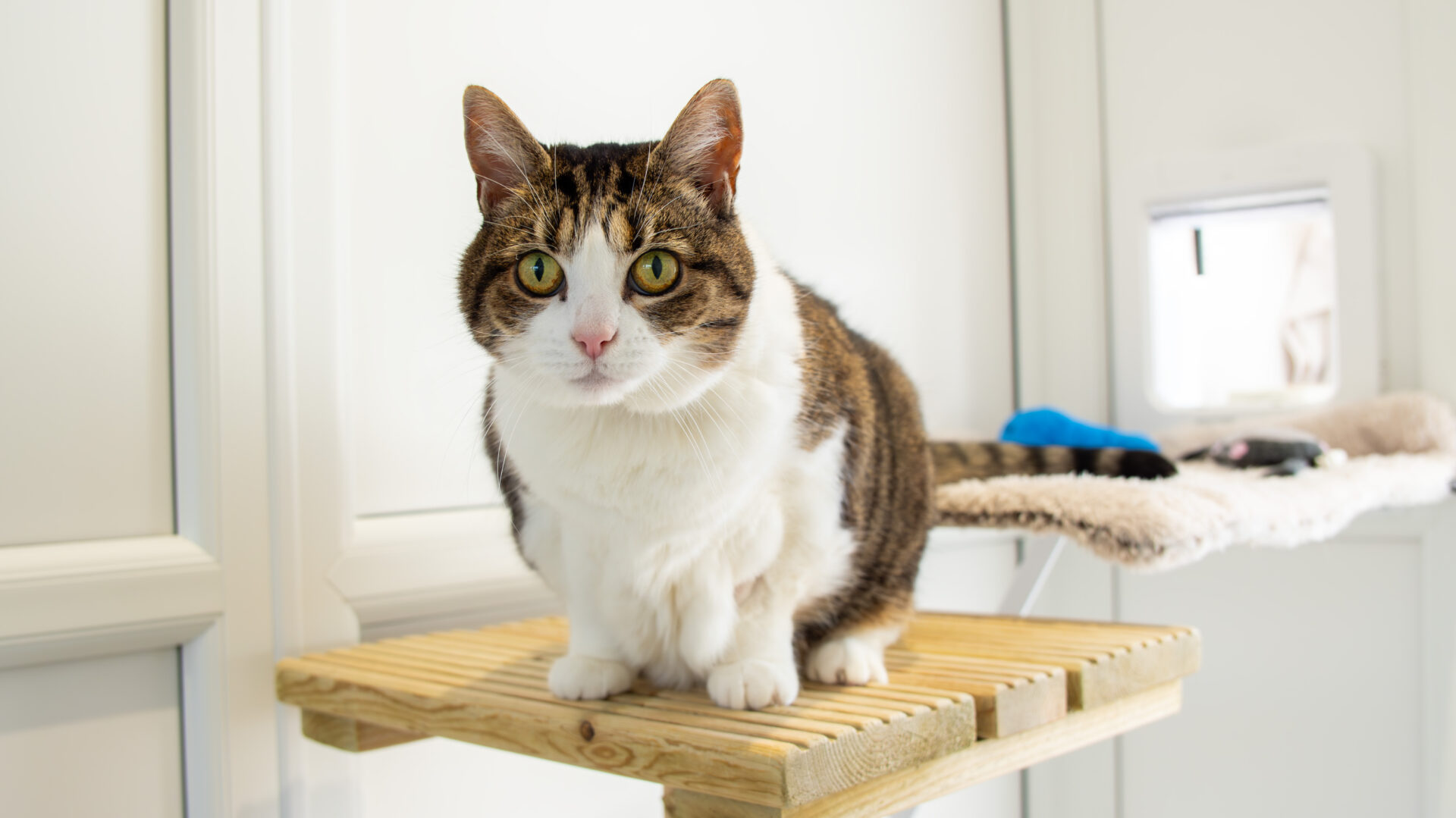 Gussie, a domestic short hair cat with green eyes, sits on a wooden perch indoors, looking directly at the camera. The background is bright, with a soft blanket and some toys visible.
