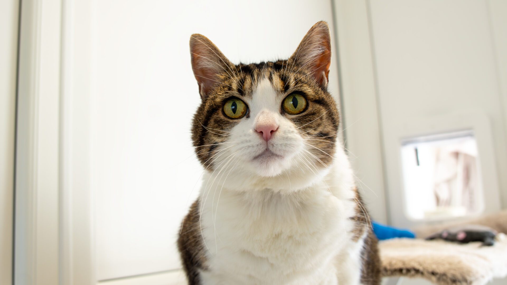 A close-up of Gussie, a domestic short hair cat with green eyes, looking directly at the camera, sitting indoors in a brightly lit room with a cat door and cat bed in the background.