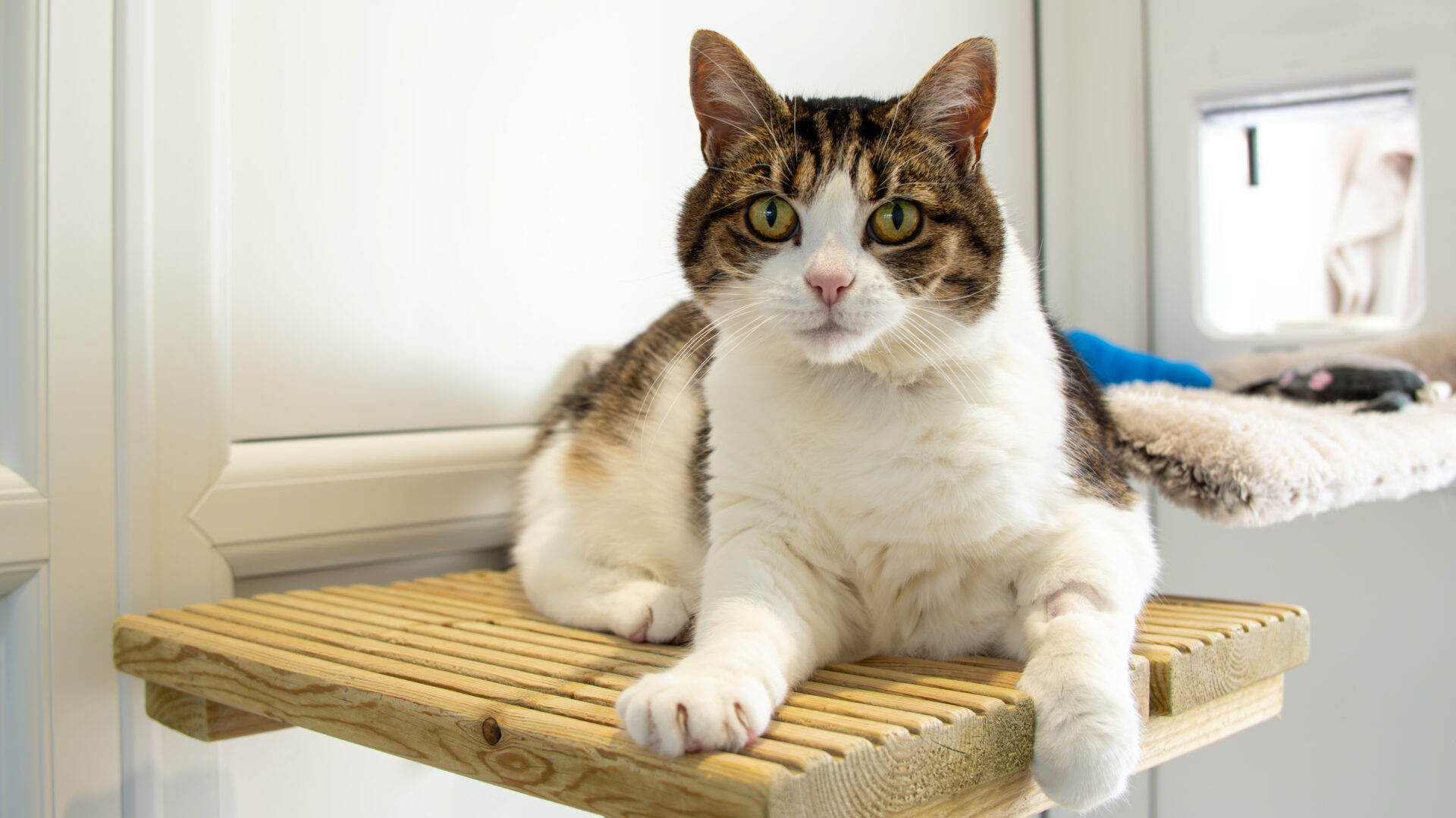 Gussie, a brown and white domestic short hair cat with green eyes, is lying on a wooden perch in a bright, indoor space, looking directly at the camera.