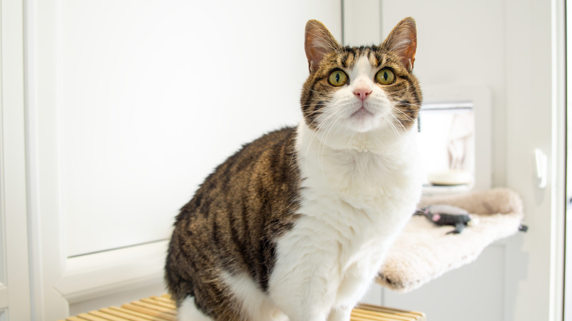 Gussie, a brown and white domestic short hair cat with green eyes, sits on a wooden surface indoors, looking up with an alert expression. The bright, minimal background features a window and a soft cat bed.