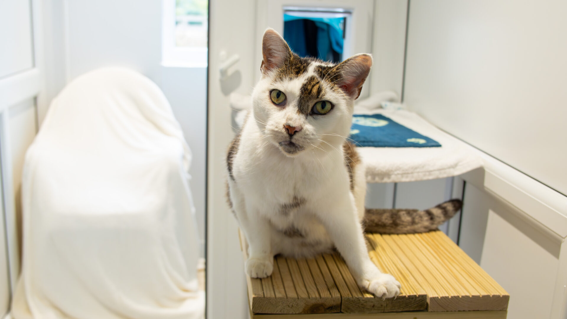 A white and brown cat with green eyes sits on a wooden surface in a bright, white room. A white-covered chair and a window are in the background. The cat looks directly at the camera.