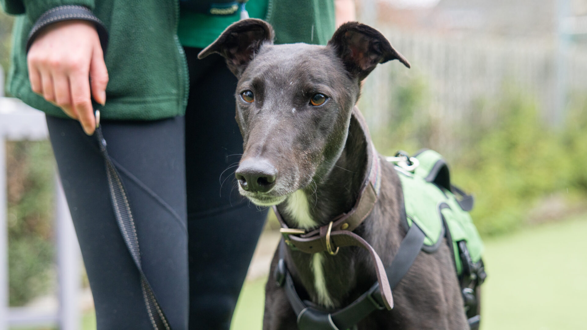 A sleek black greyhound wearing a green harness stands beside a person in dark clothing holding its leash. In the background, blurred greenery and a fence frame the graceful greyhound’s poised stance.