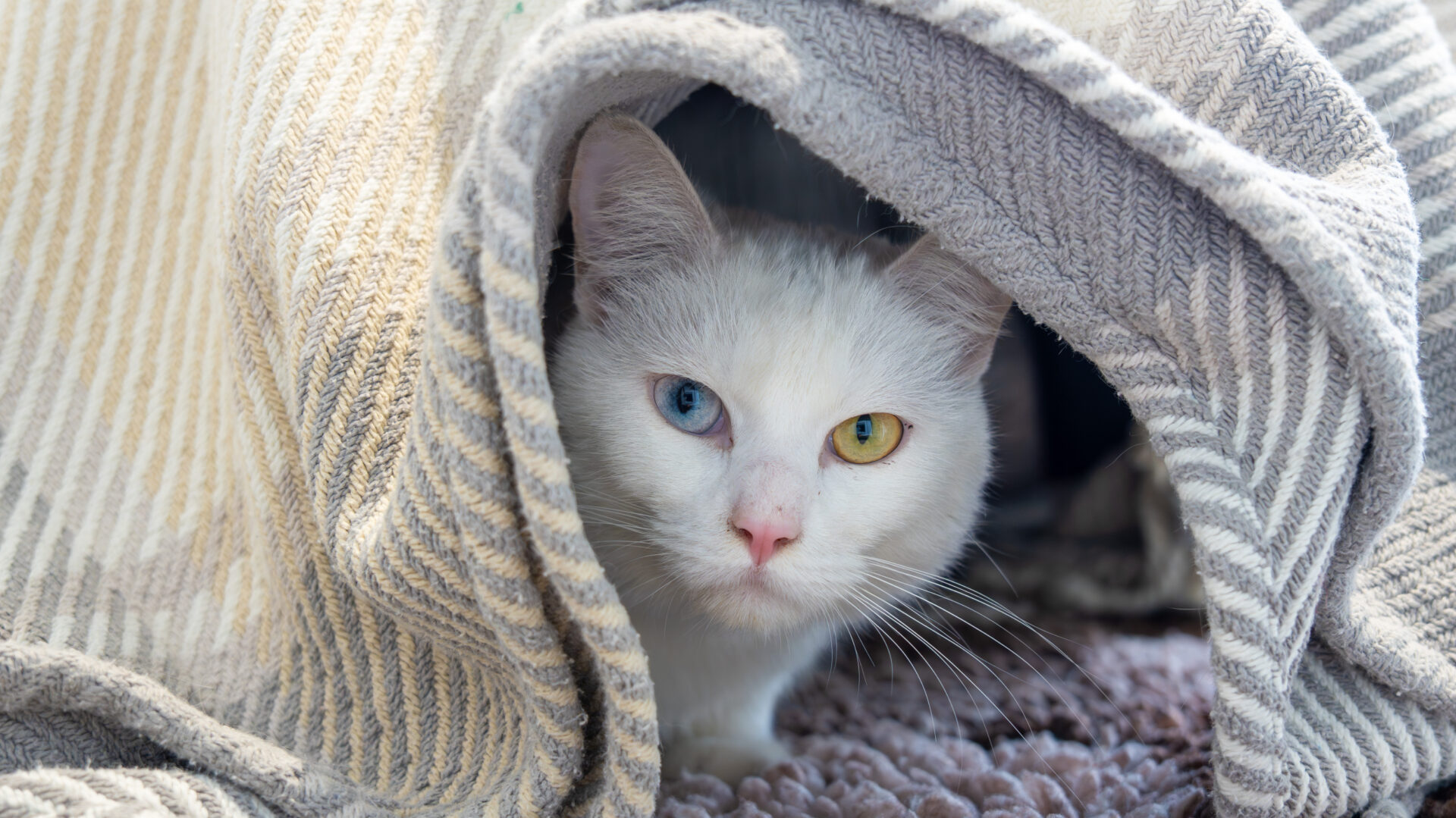 A white cat with one blue eye and one yellow eye peeks out from under a striped beige and gray blanket, resting on a textured rug.