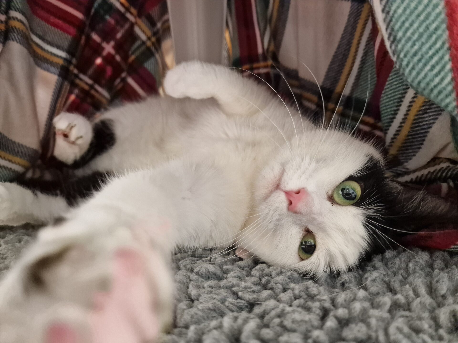 A black and white cat lies on its side under a plaid blanket, reaching out with its paw toward the camera, with green eyes looking directly ahead.