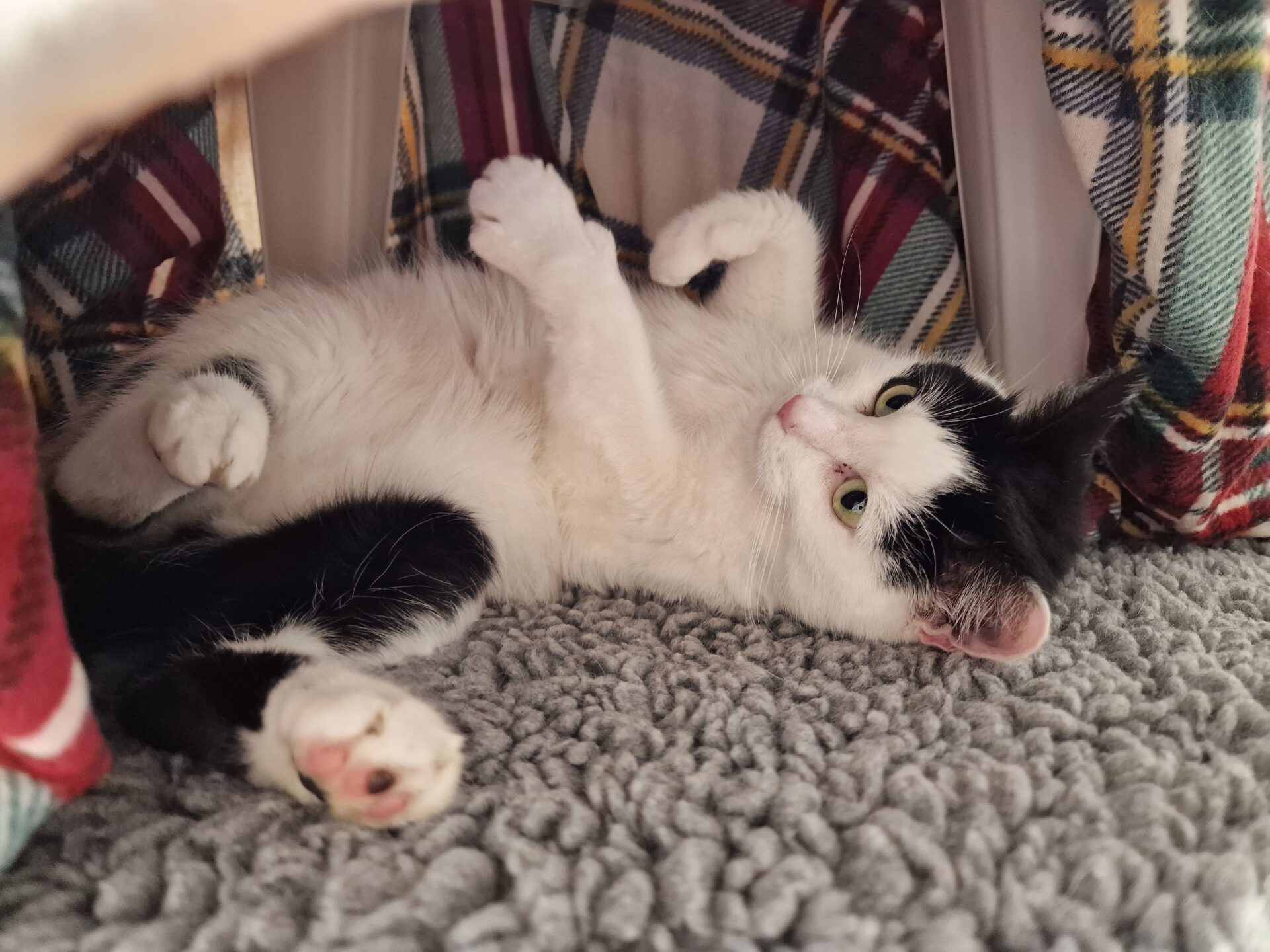 A black and white cat lies on its back on a soft, gray textured rug, surrounded by plaid-patterned fabric, looking relaxed and content.