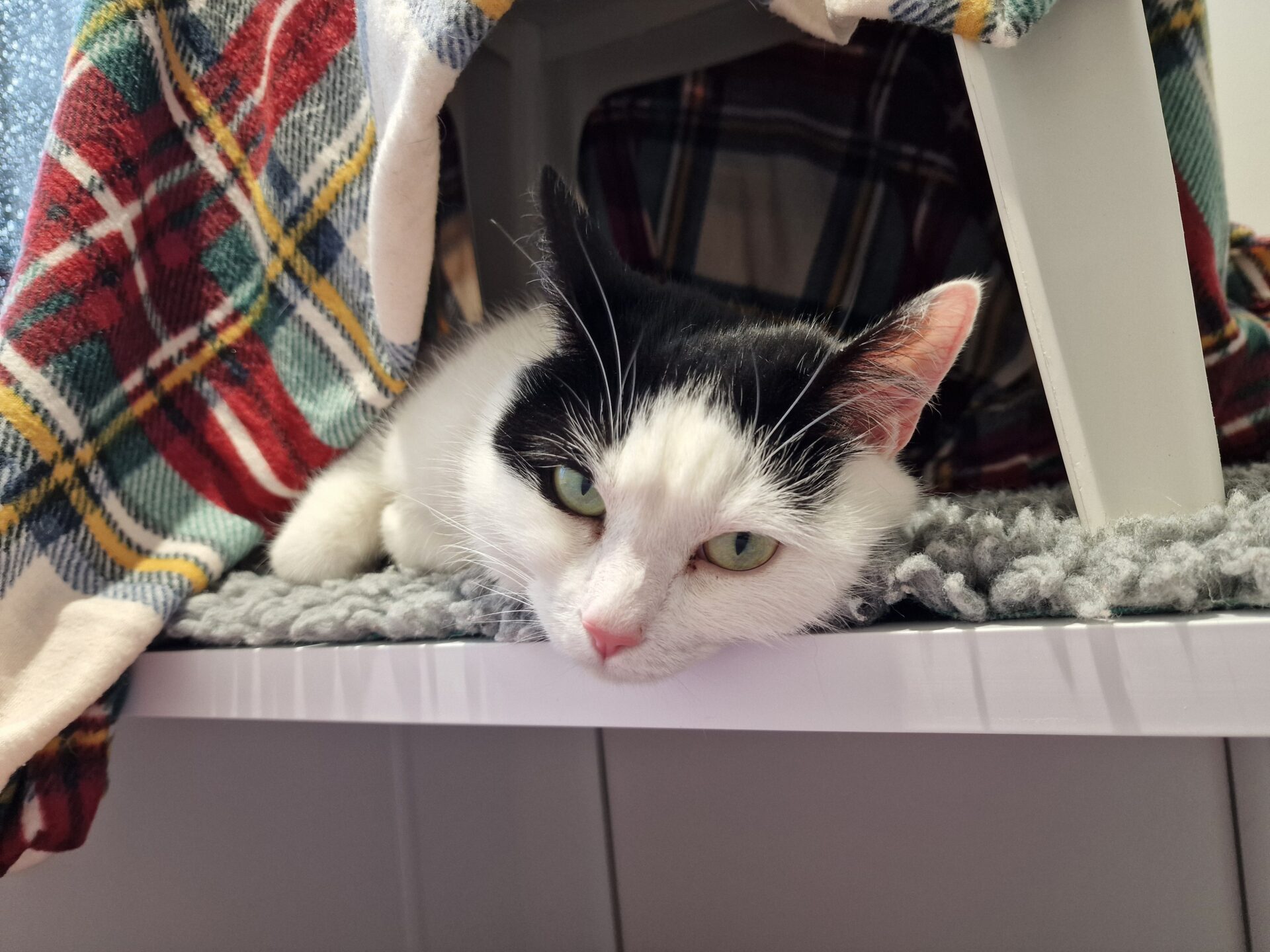 A black and white cat lies on a gray mat under a table draped with a plaid blanket, gazing forward with green eyes and a relaxed expression.
