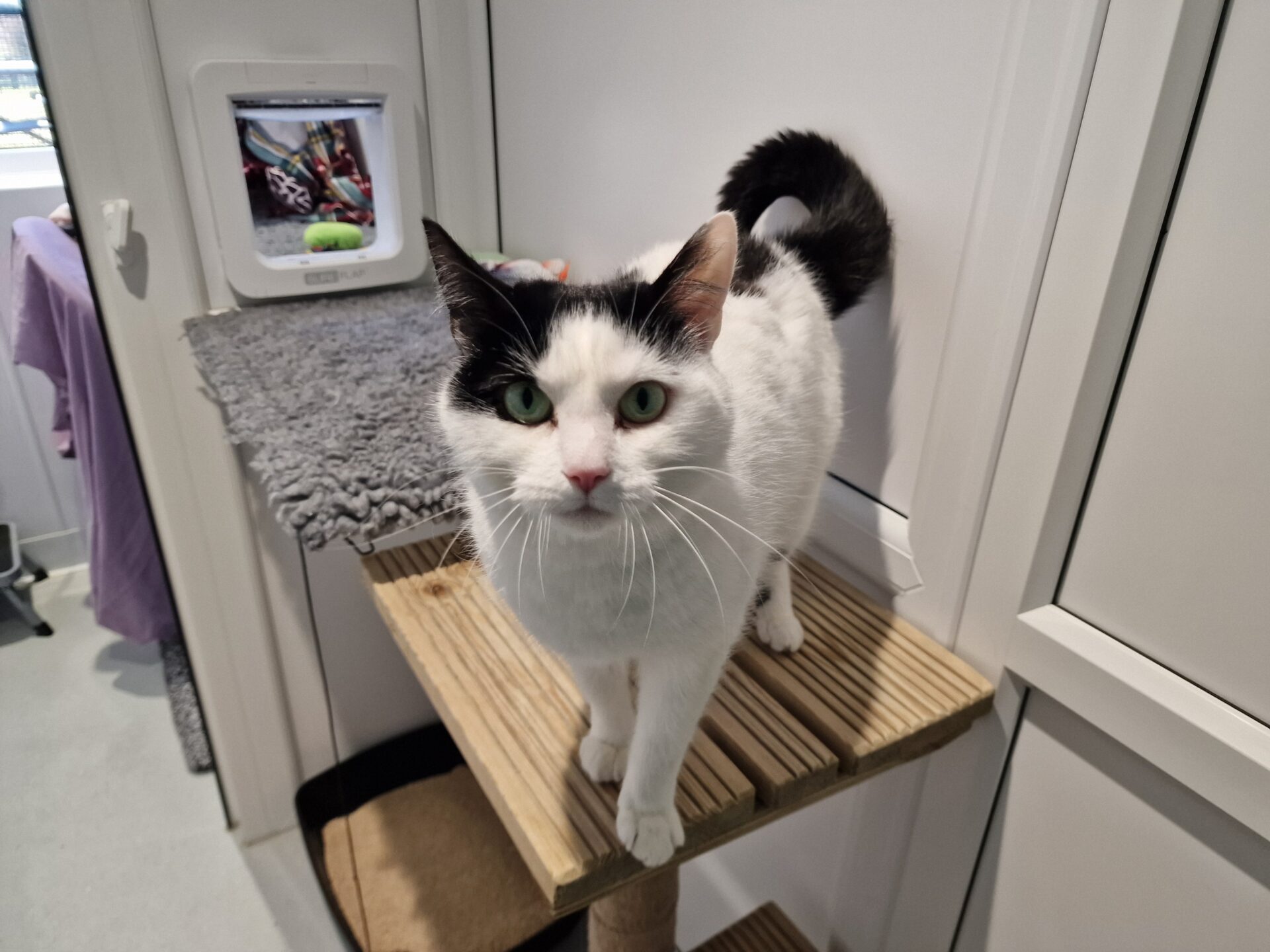 A black and white cat with green eyes stands on a wooden platform inside a white room, looking directly at the camera. There is a gray mat and some cat toys in the background.