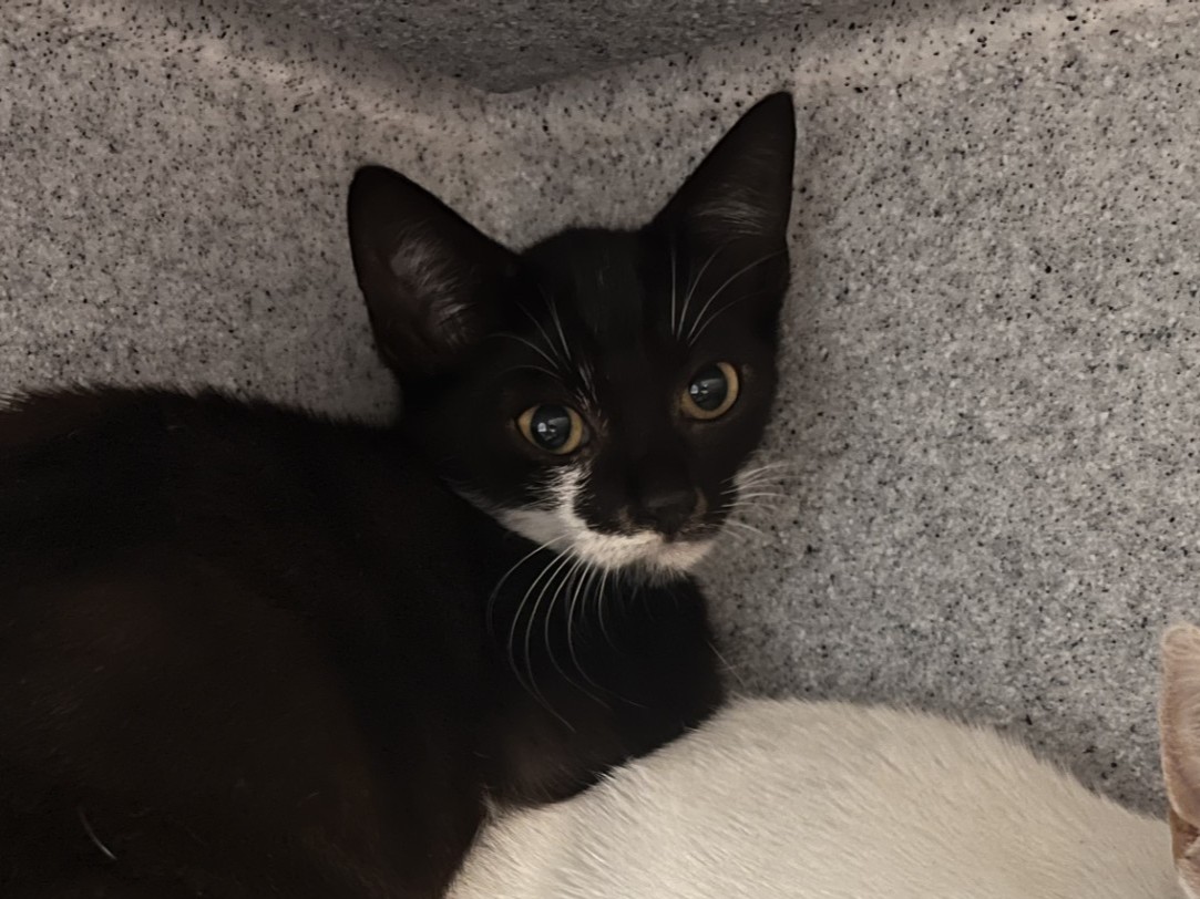 A black and white cat with large ears and wide eyes lies against a speckled gray surface, facing the camera. Its white whiskers and facial markings stand out against its dark fur.